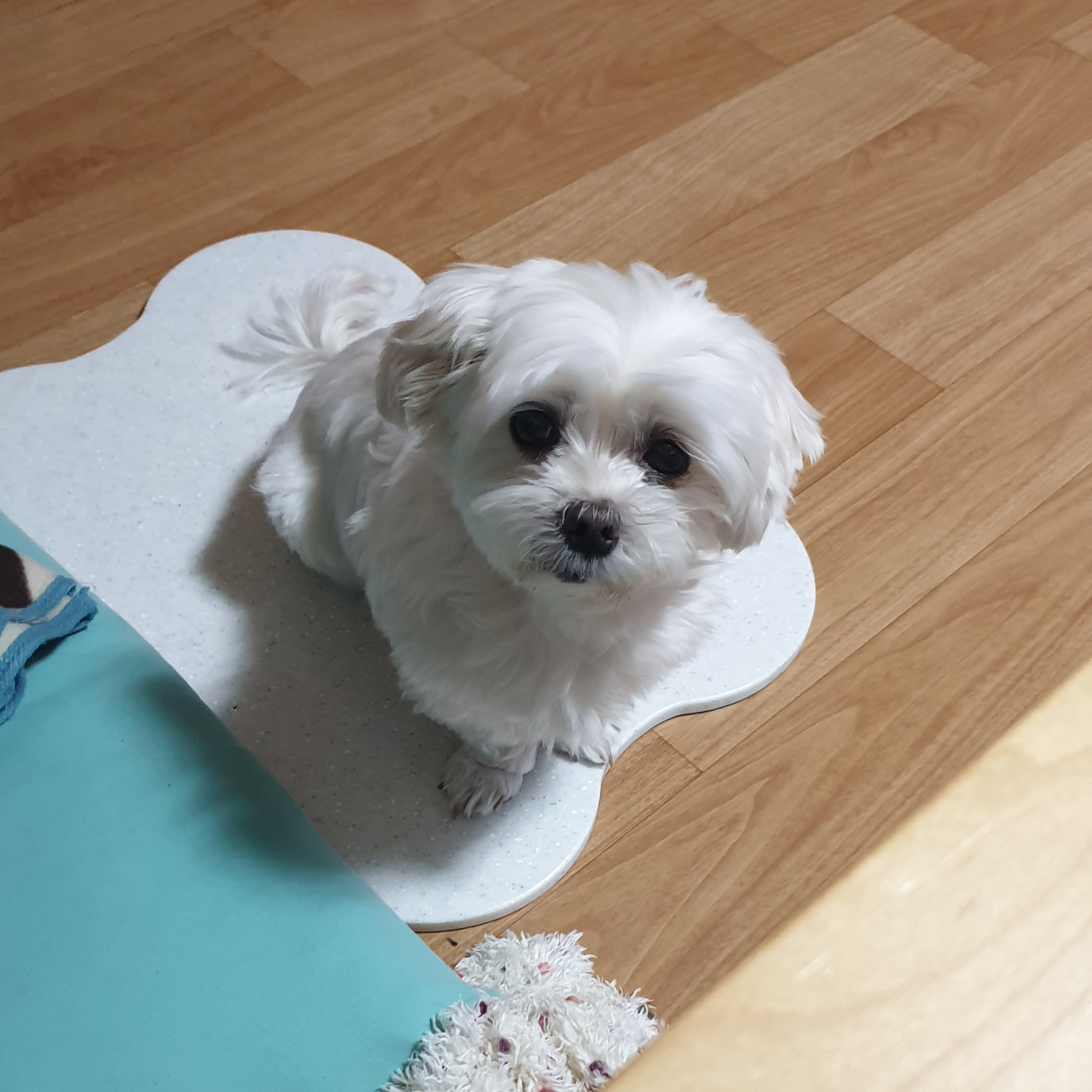 곤지암 청순(-->뽀미) 1년 근황