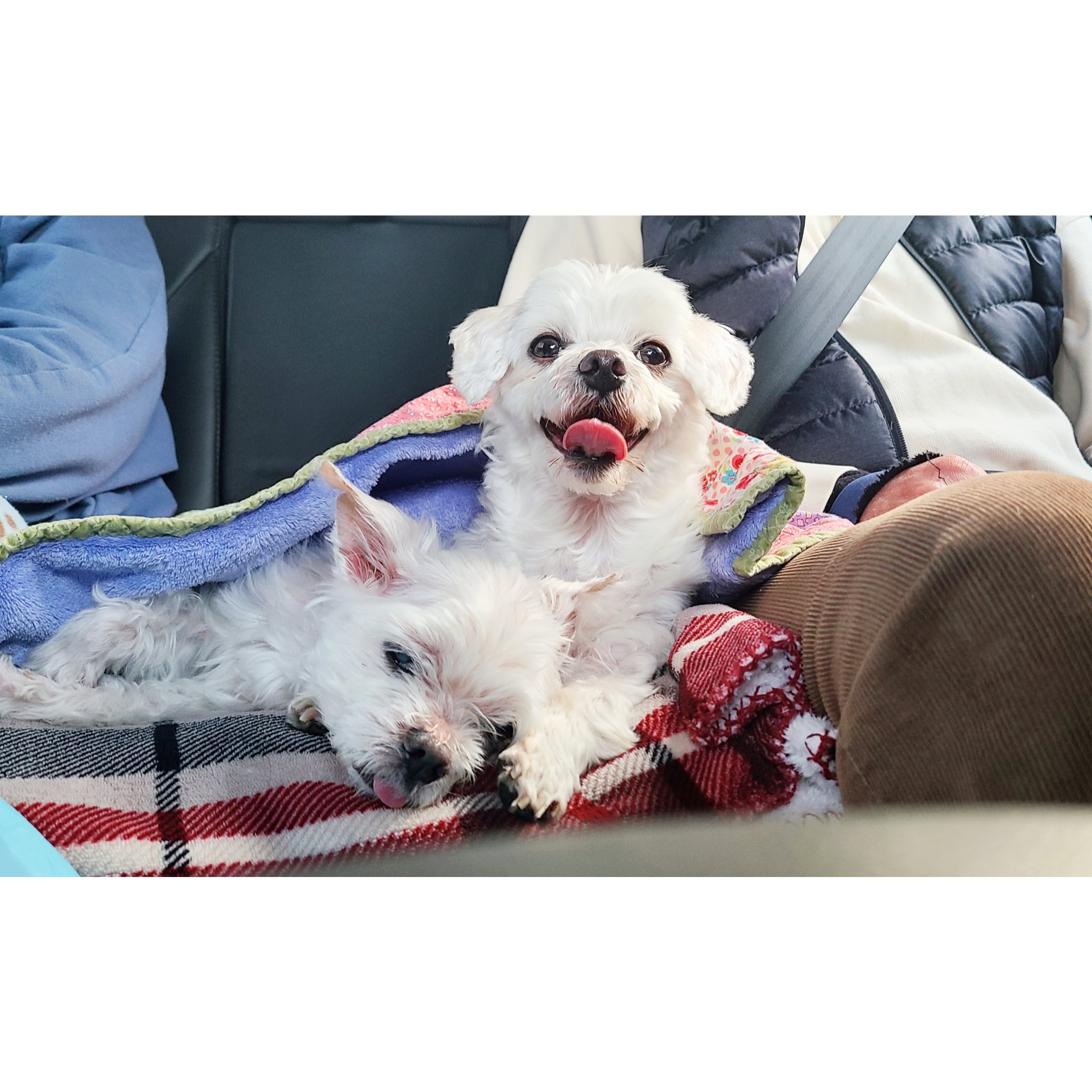 다니 (비단이) 근황