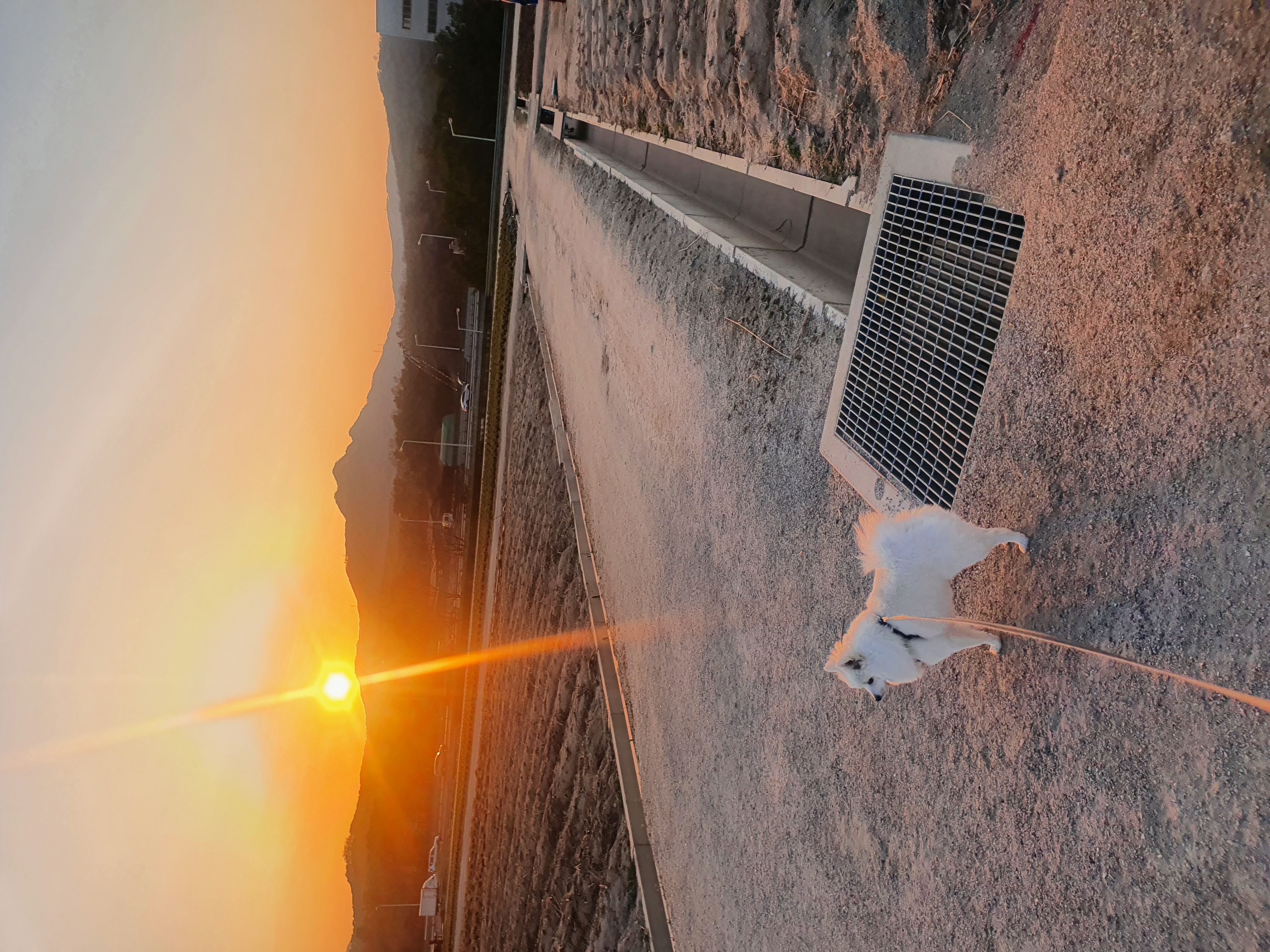 감자가 벌써 1년 (송사)