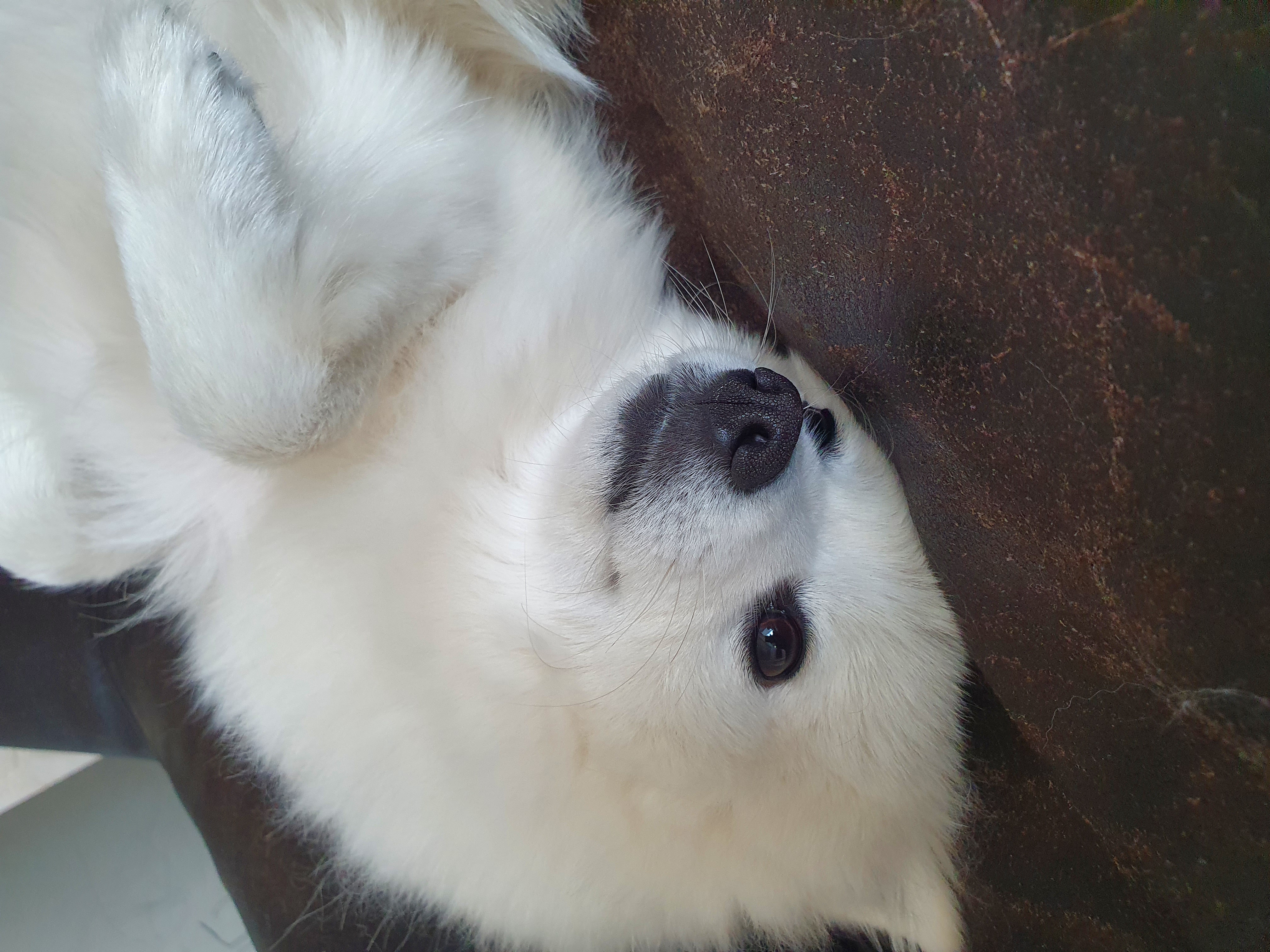 감자가 벌써 1년 (송사)