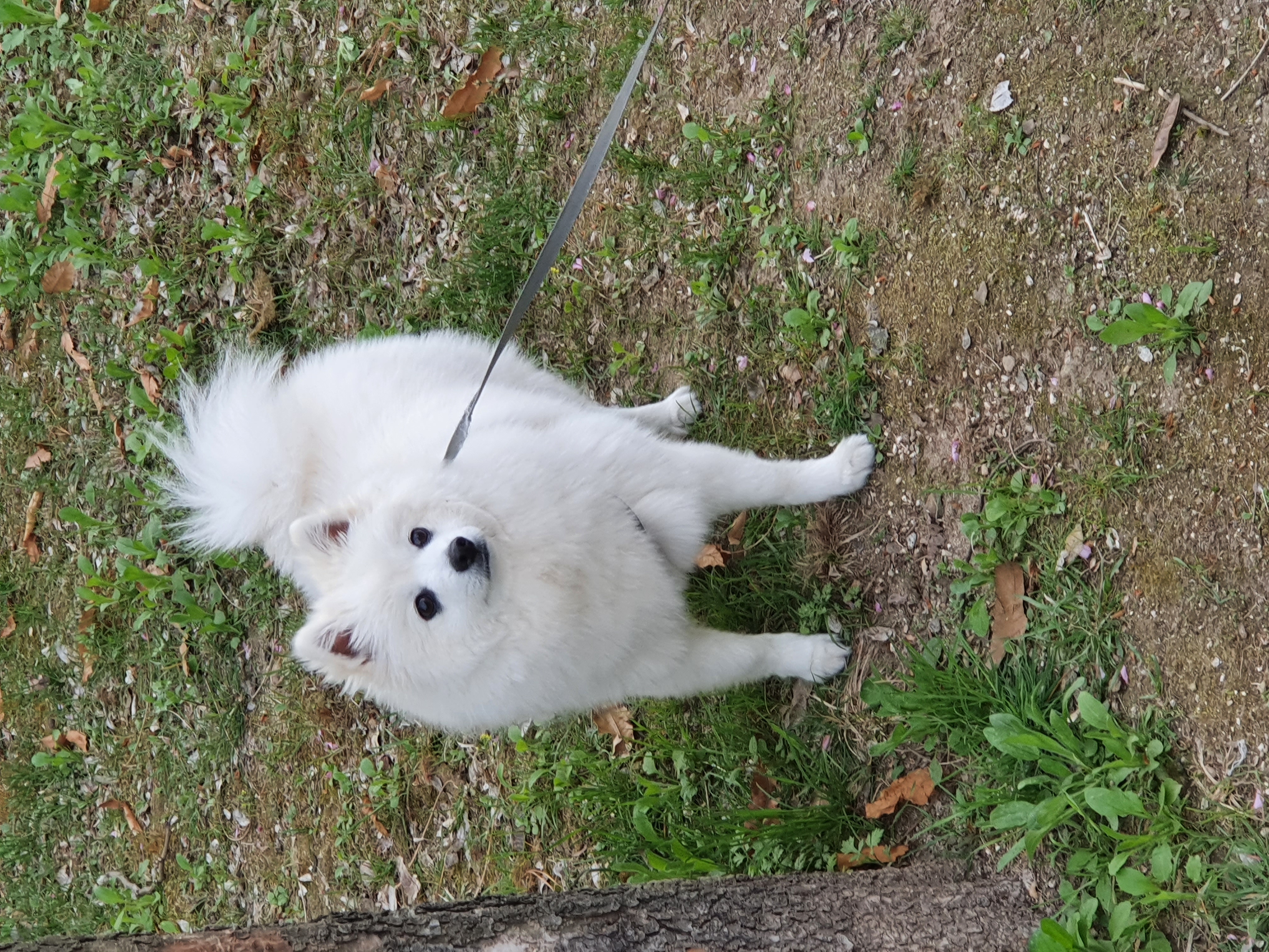 감자가 벌써 1년 (송사)