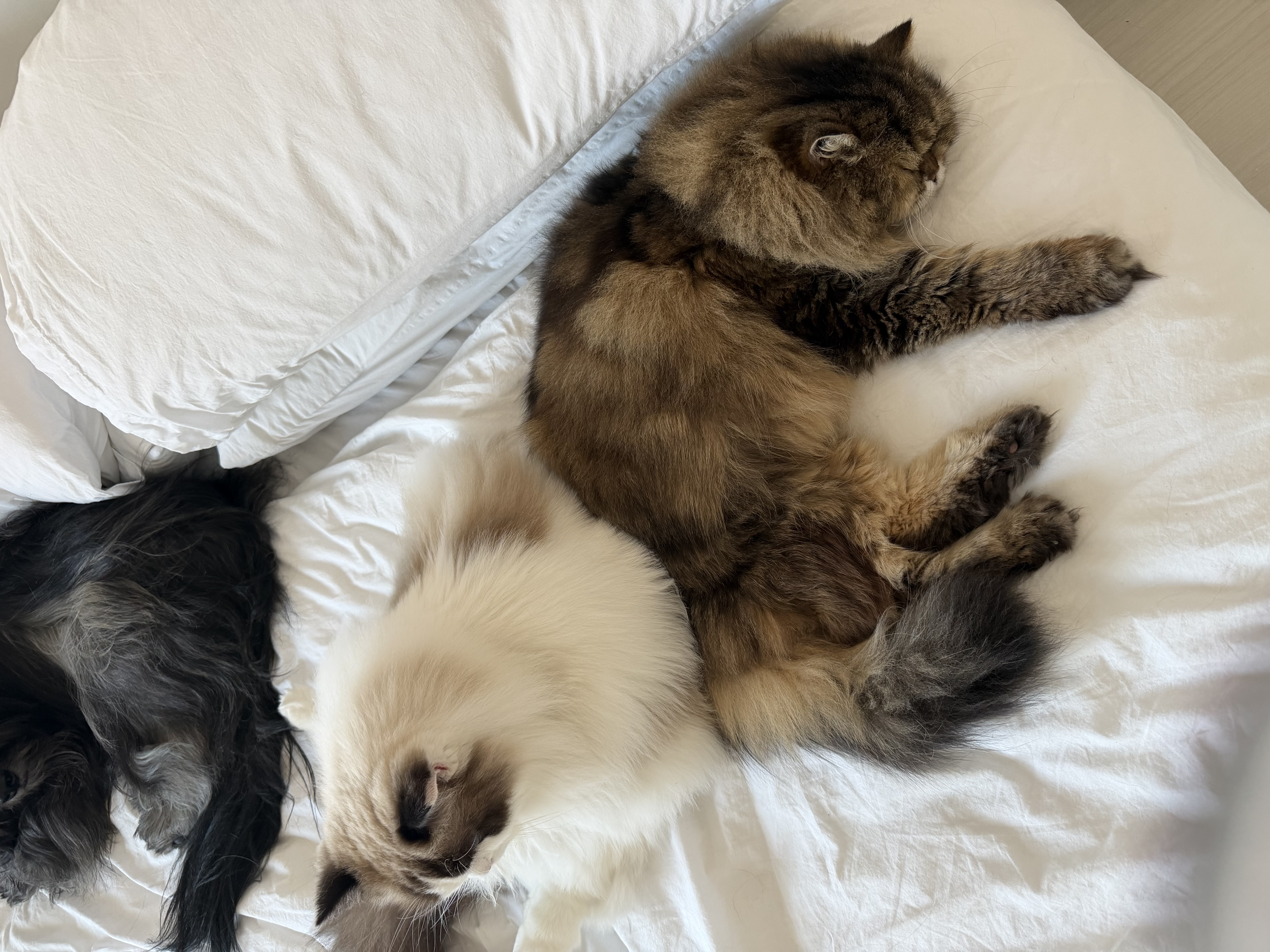 사프론 입양후기 3개월차