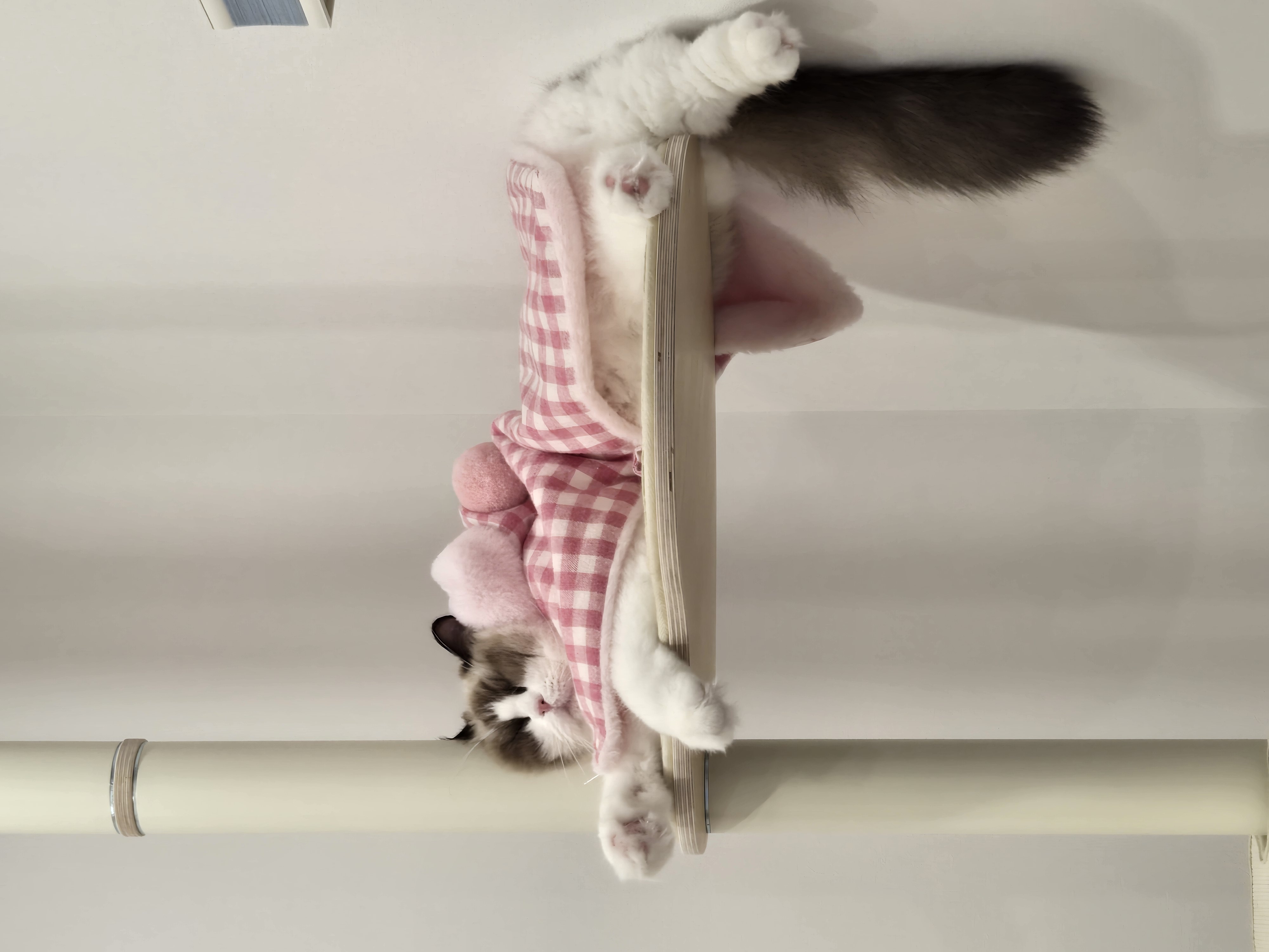 미야오(마시) 동자연에 활동가분들과 동물친구들 메리크리스마스♡