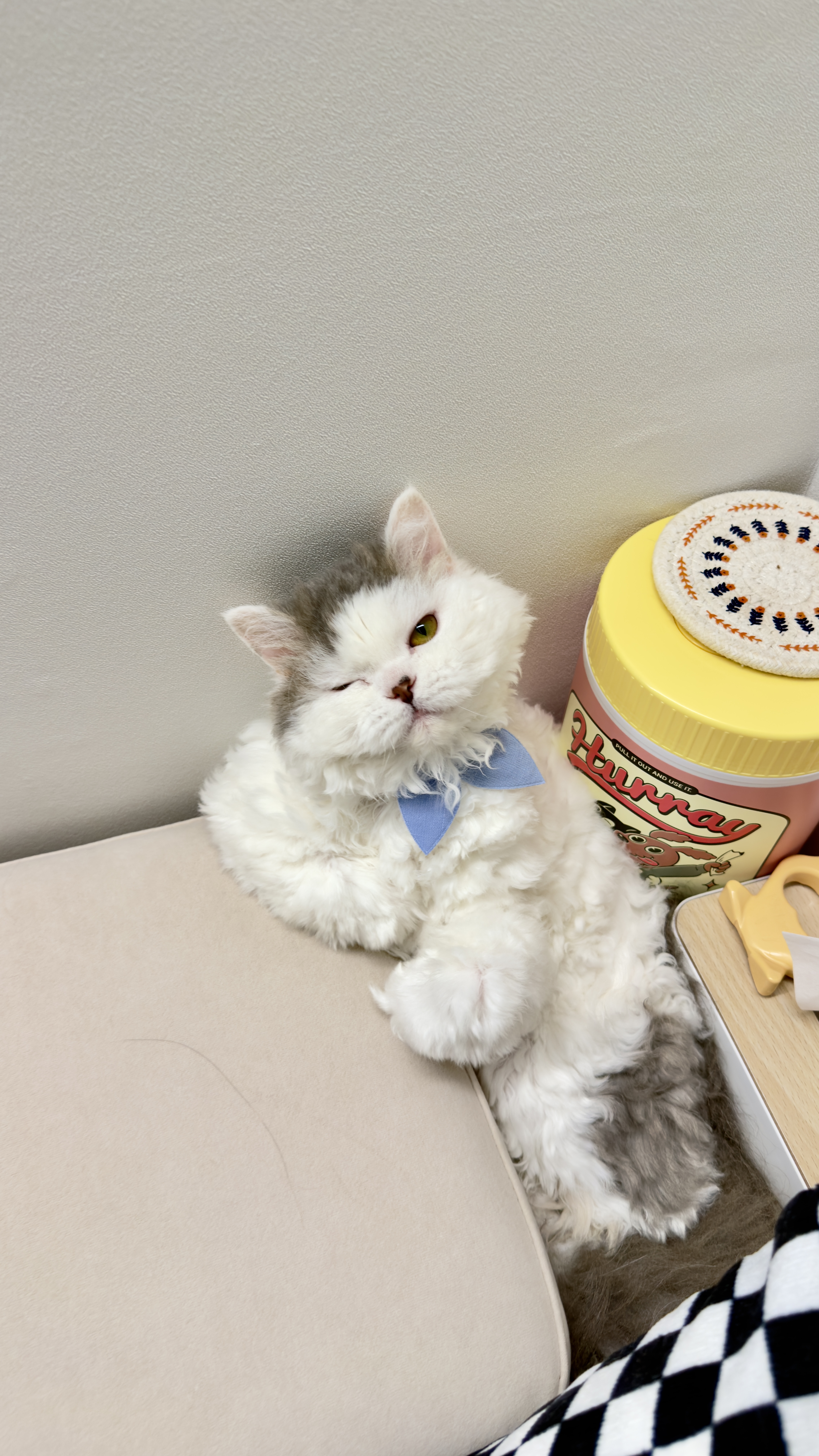 가루(구 루루) 입양 6개월차🩶