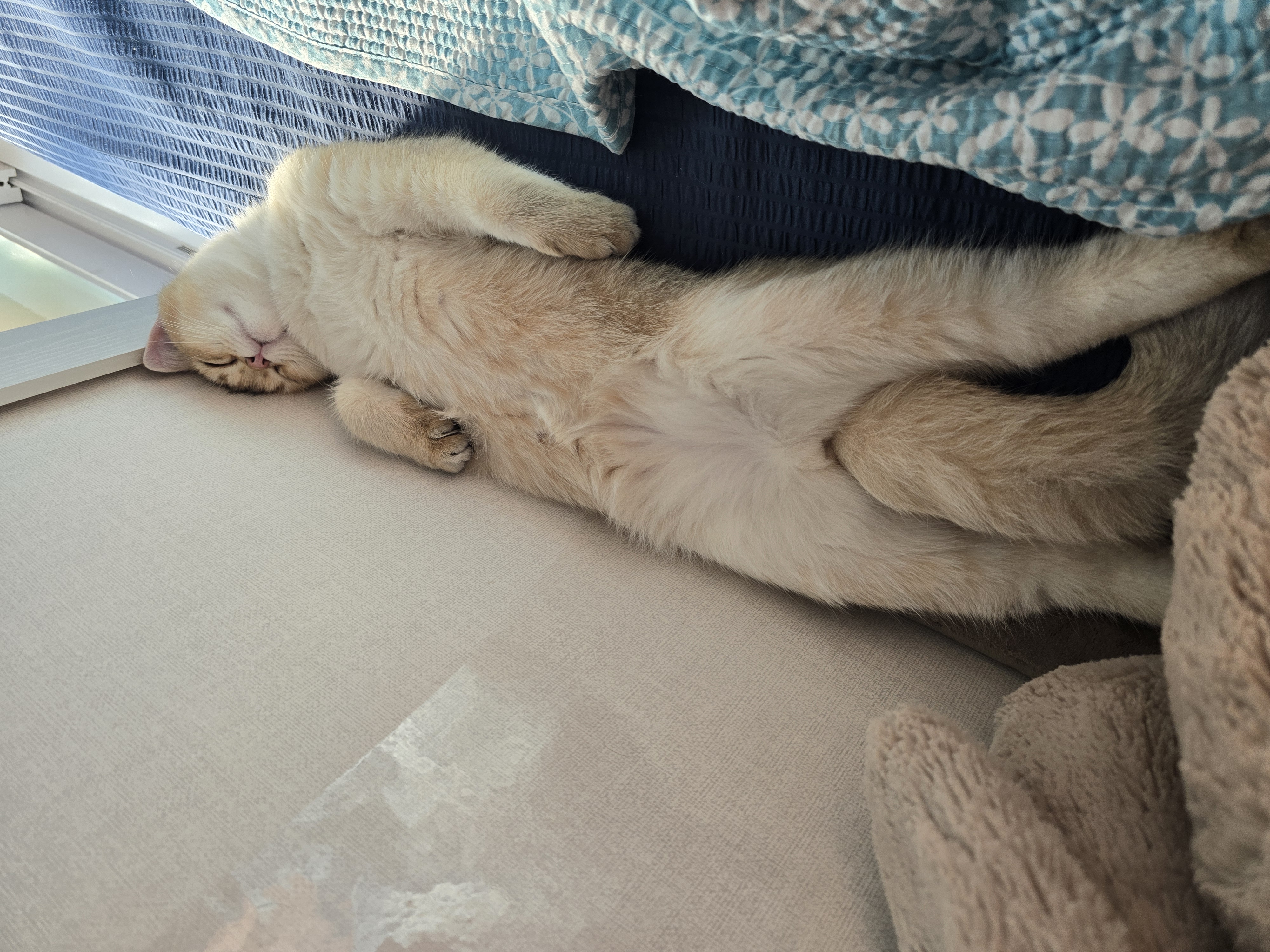 나나&무무(가필드&미가)가족된지 3개월 후기