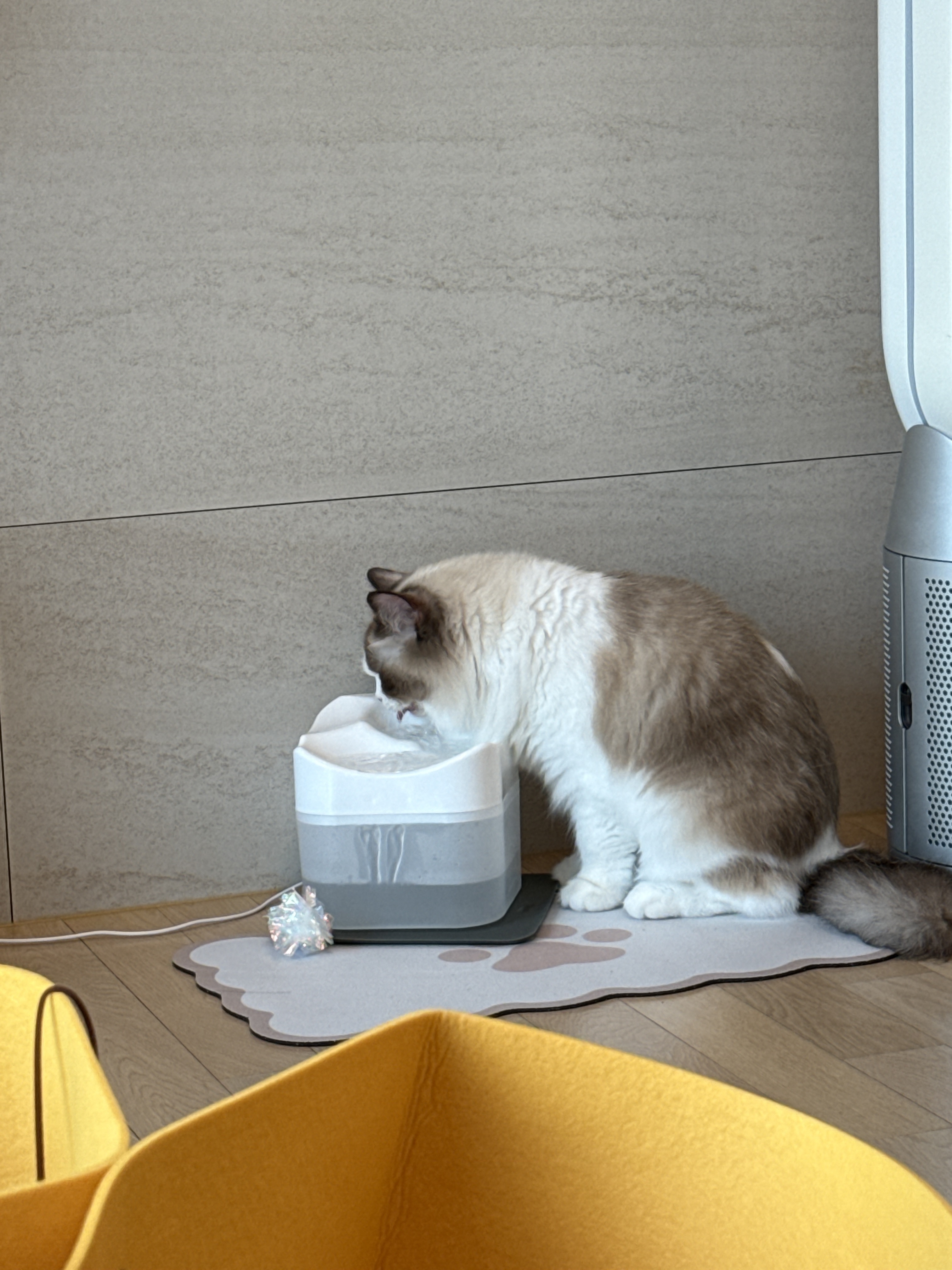 모모가 된 마찌 입양후기에요