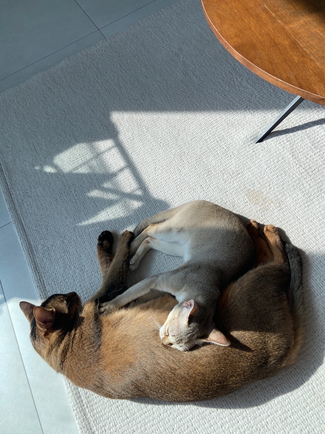  울산구조묘 누루( 실키 ) 3개월 되었어요! 