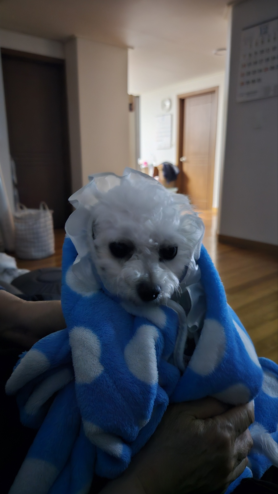 세나 임보 일주일차 후기