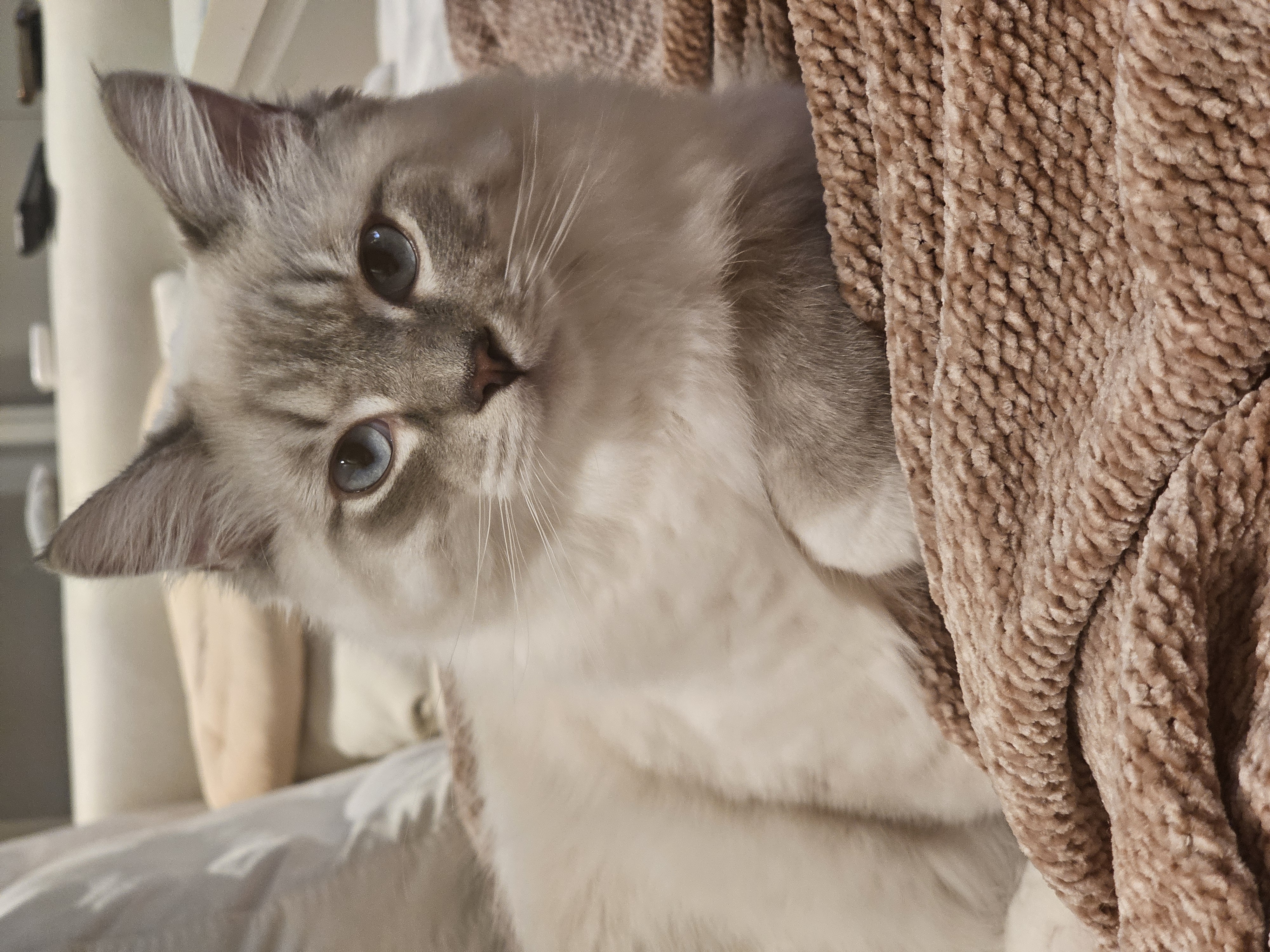 묘생 8개월차 백설기(구 동일) 