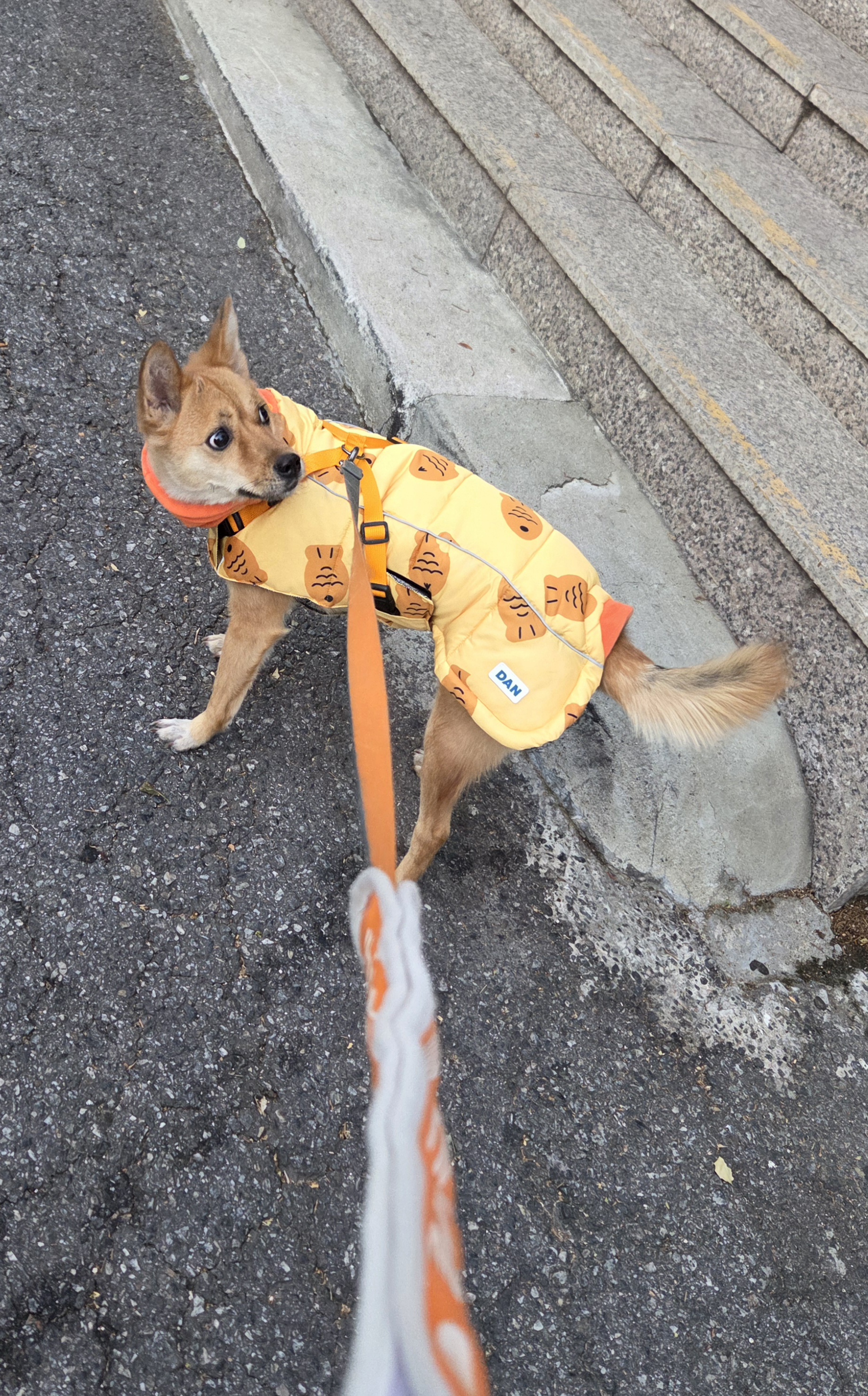 휘영이 입양 1년 후기