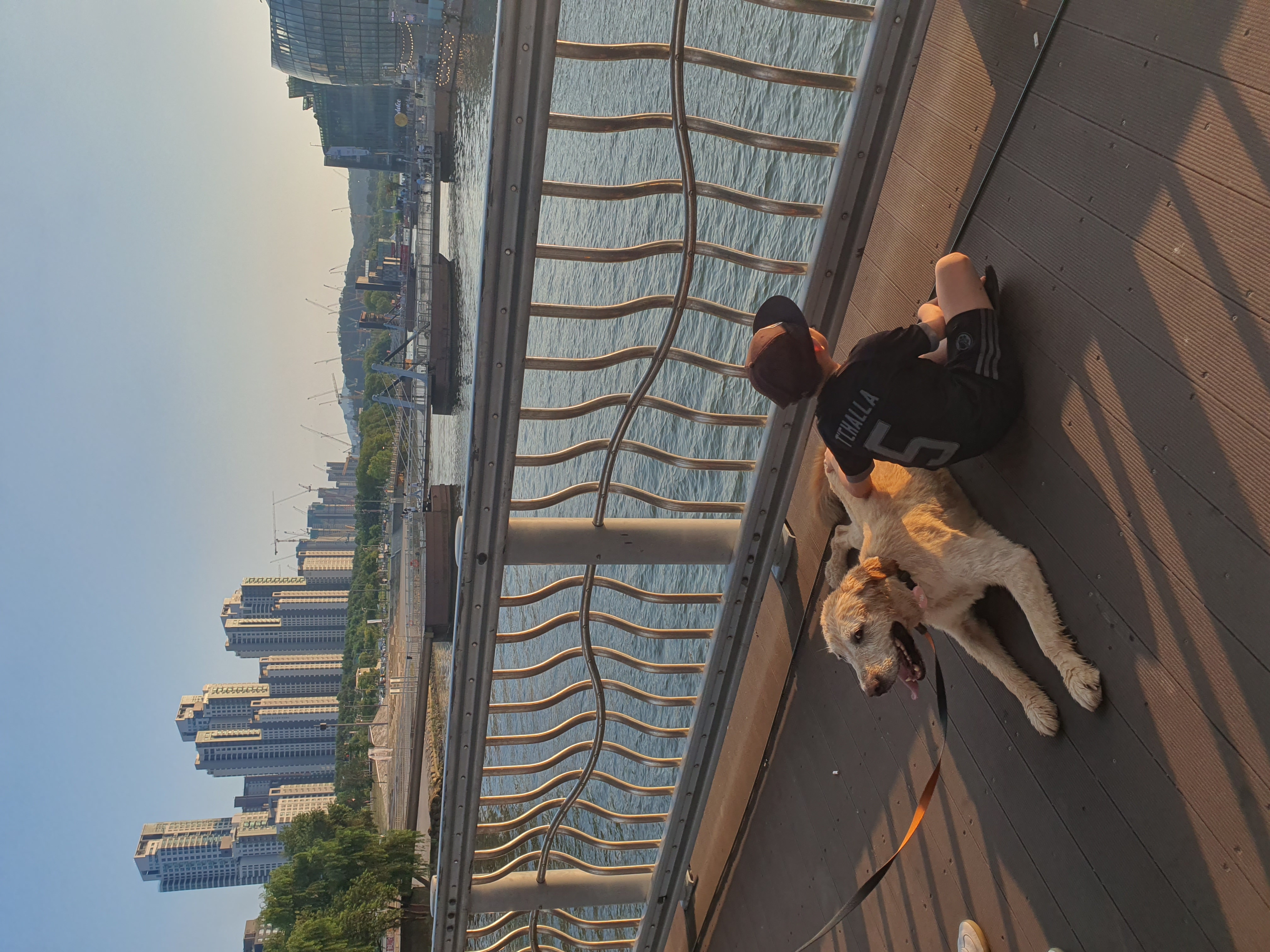 조아( 사복이) 입양  한달 일기