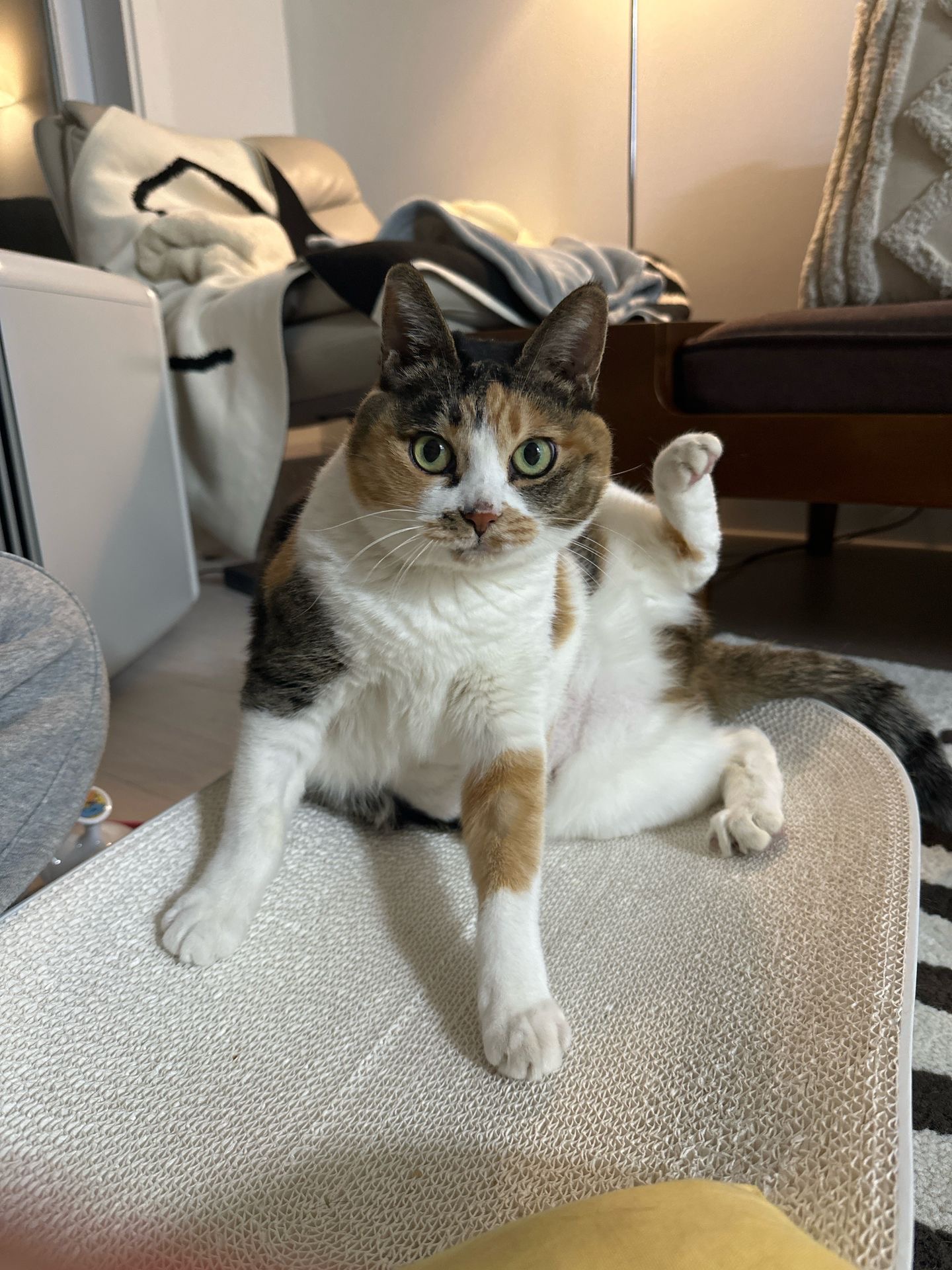 샹떼와 두 번째 여름을 나고 있습니다