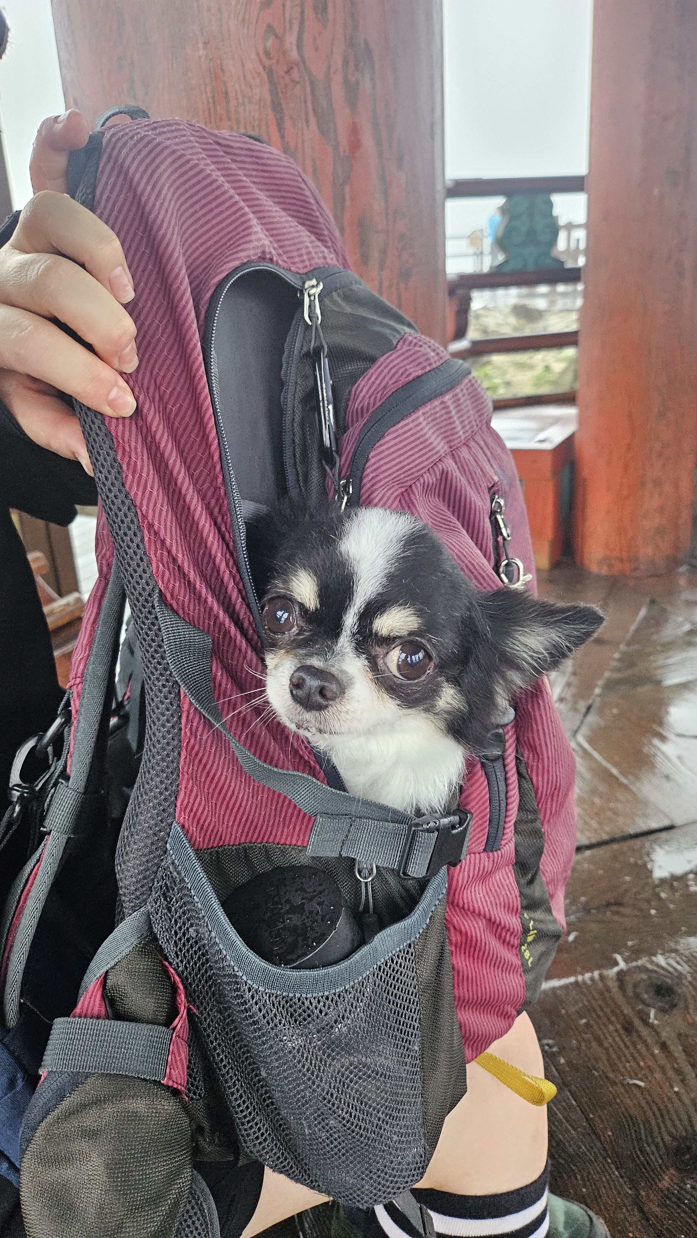 또또랑 2336일째(평택치와와)