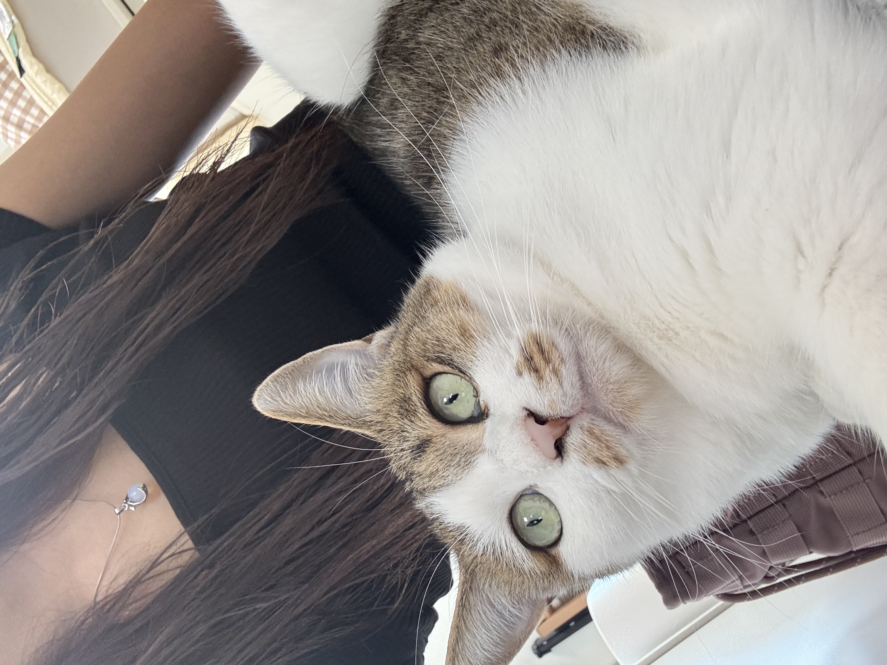 로지(이튼이) 입양 2년후기