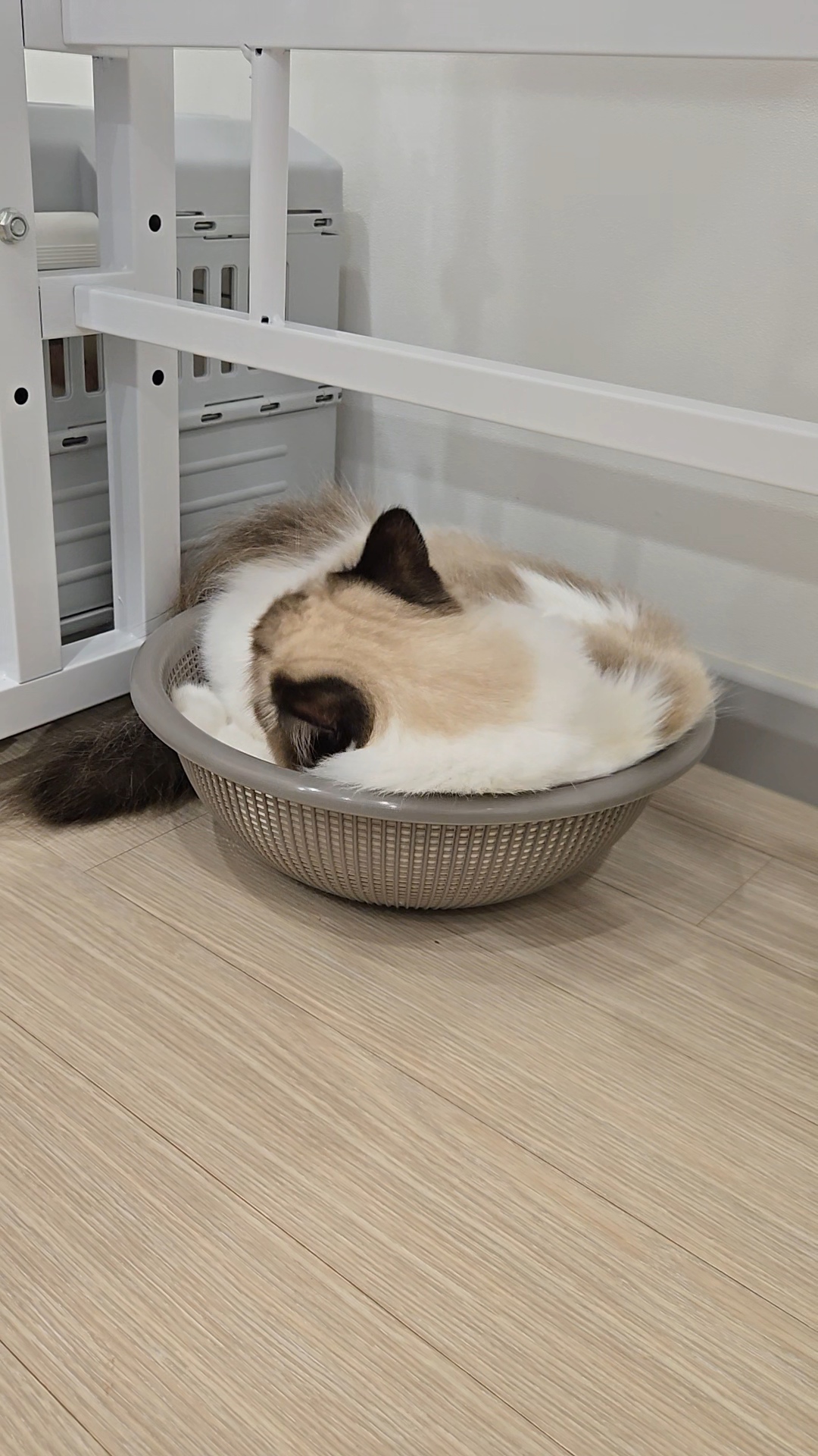 미야오(마시) 입양 : 1주일 차