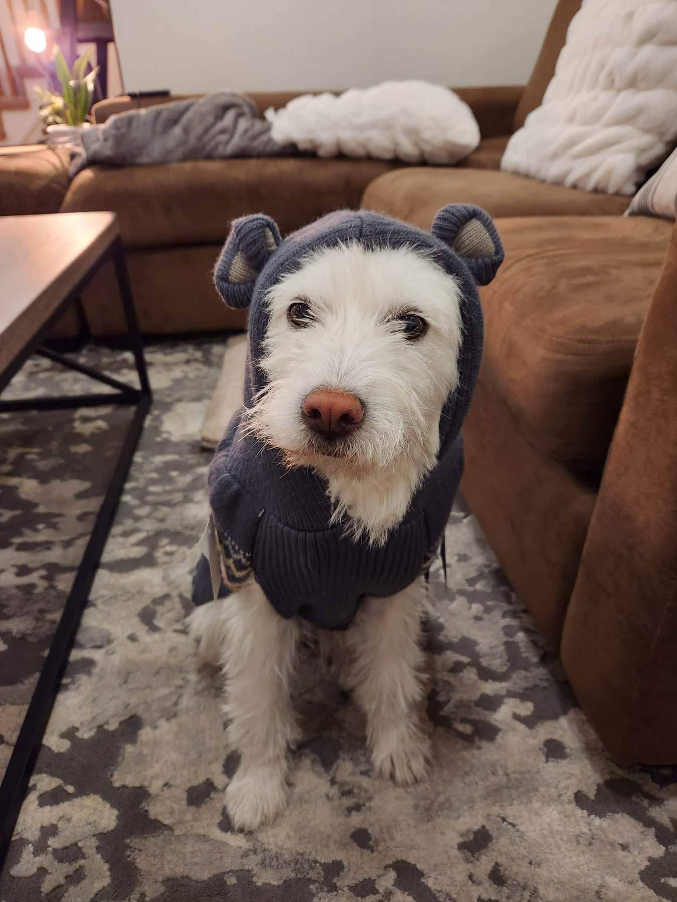 [해외입양] 캐나다 토론에서 전해온 '백이' 소식💌