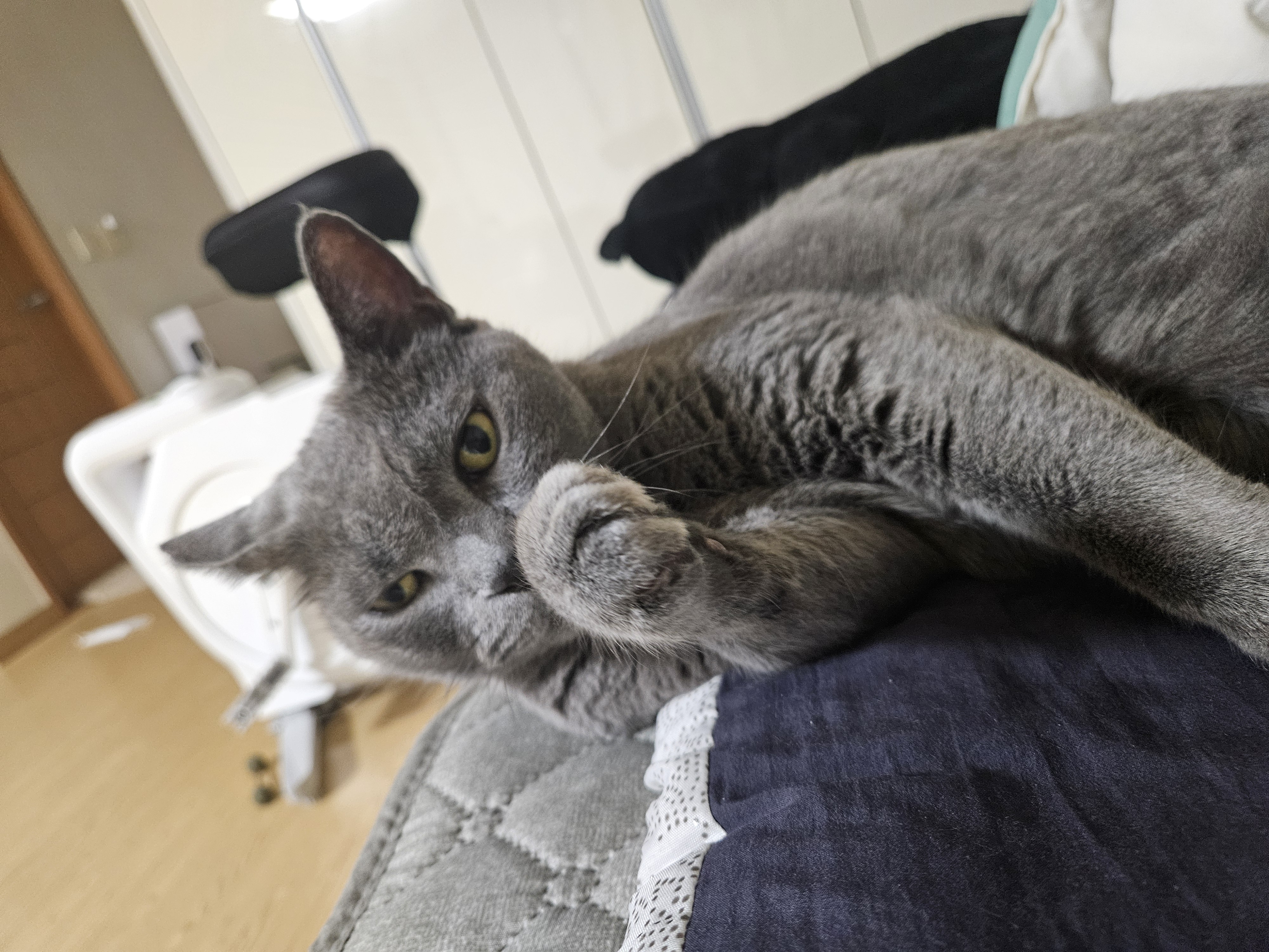 페이(구페퍼) 입양 3개월 후기