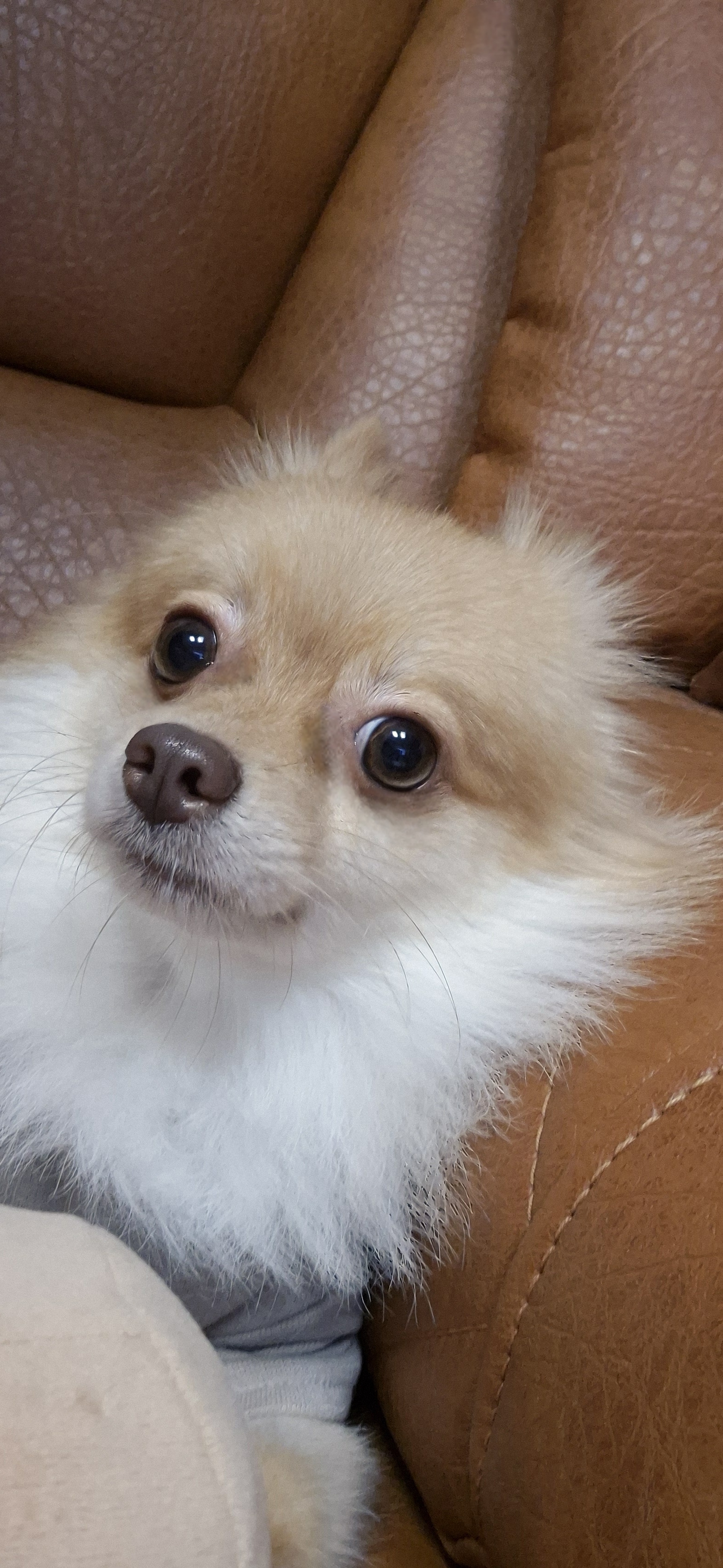 애니(여우) 입양 세 달 차