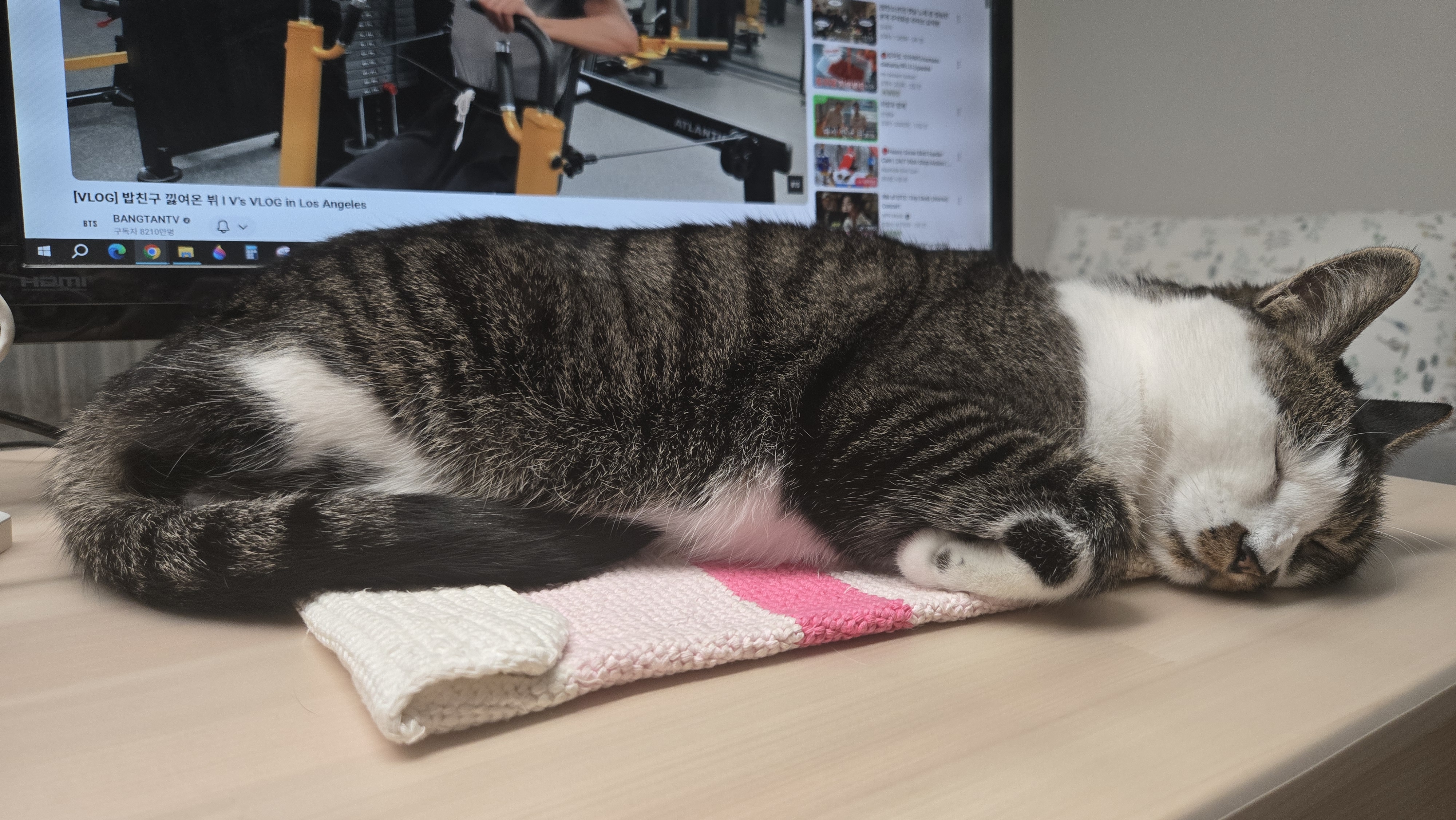 고요 입양전제임보 1개월 후기