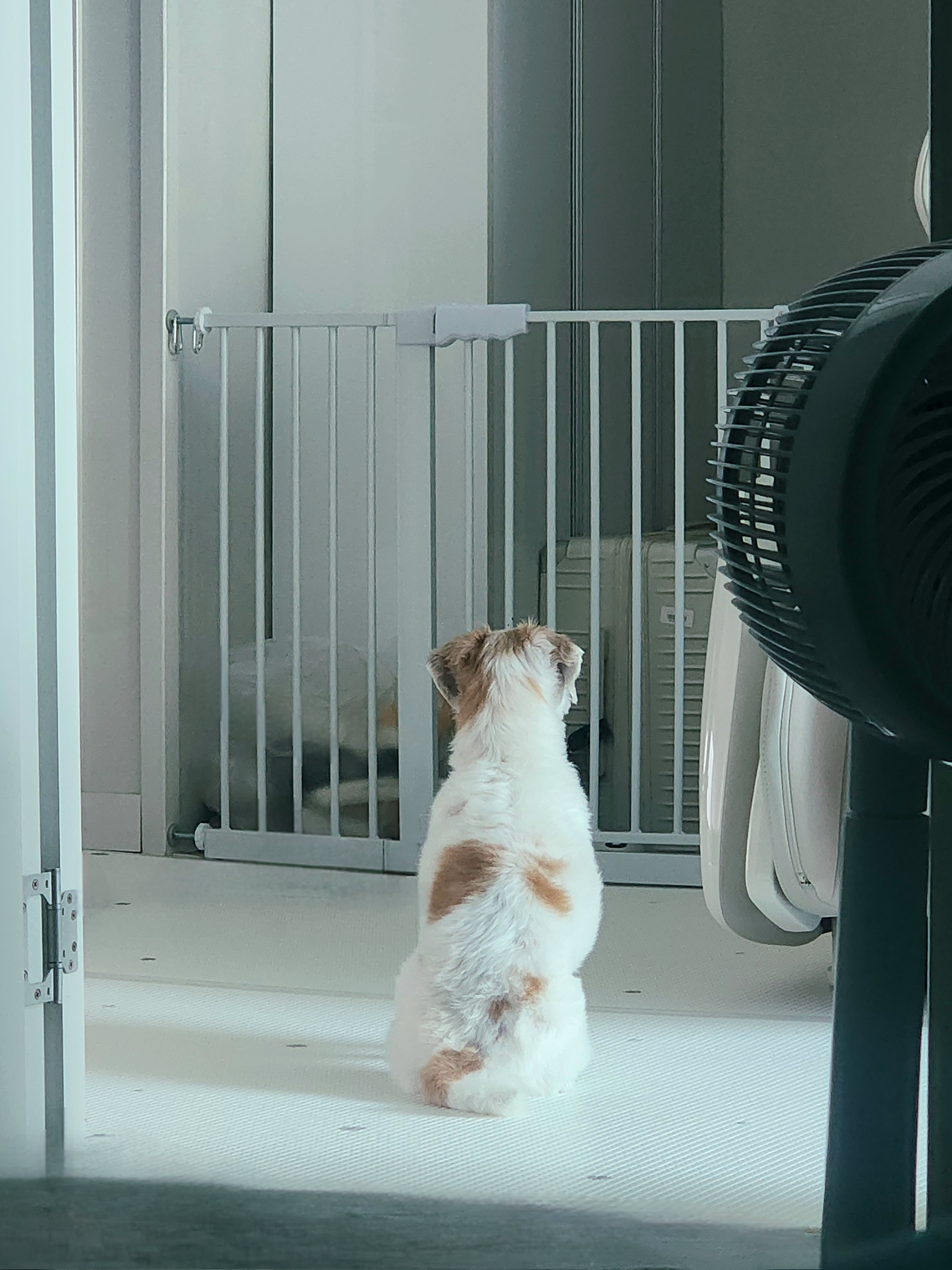 ♡ 애디 입양후기 (前.착한이) ♡