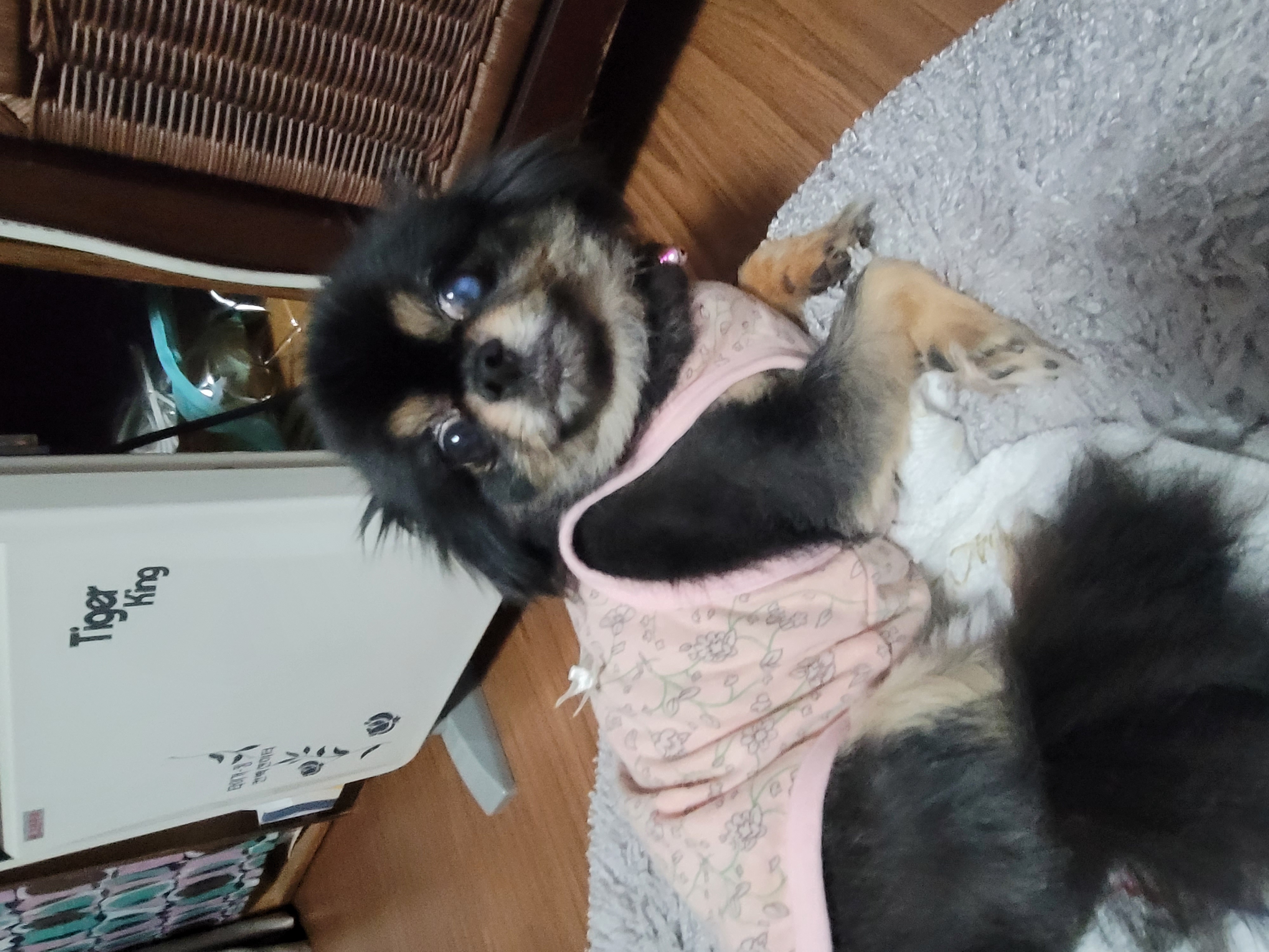곤지암 왕밤이 입양 1년...