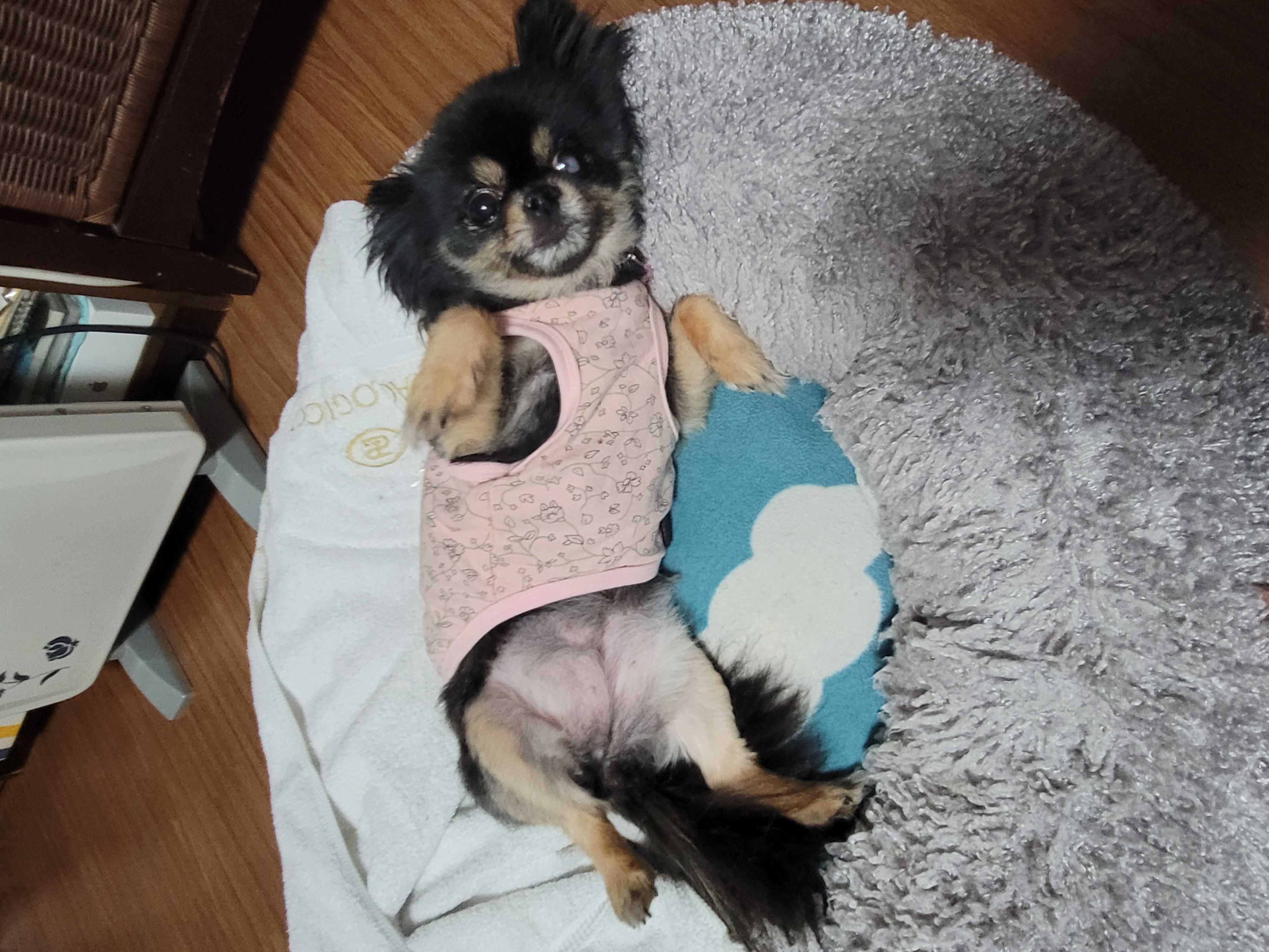 곤지암 왕밤이 입양 1년...