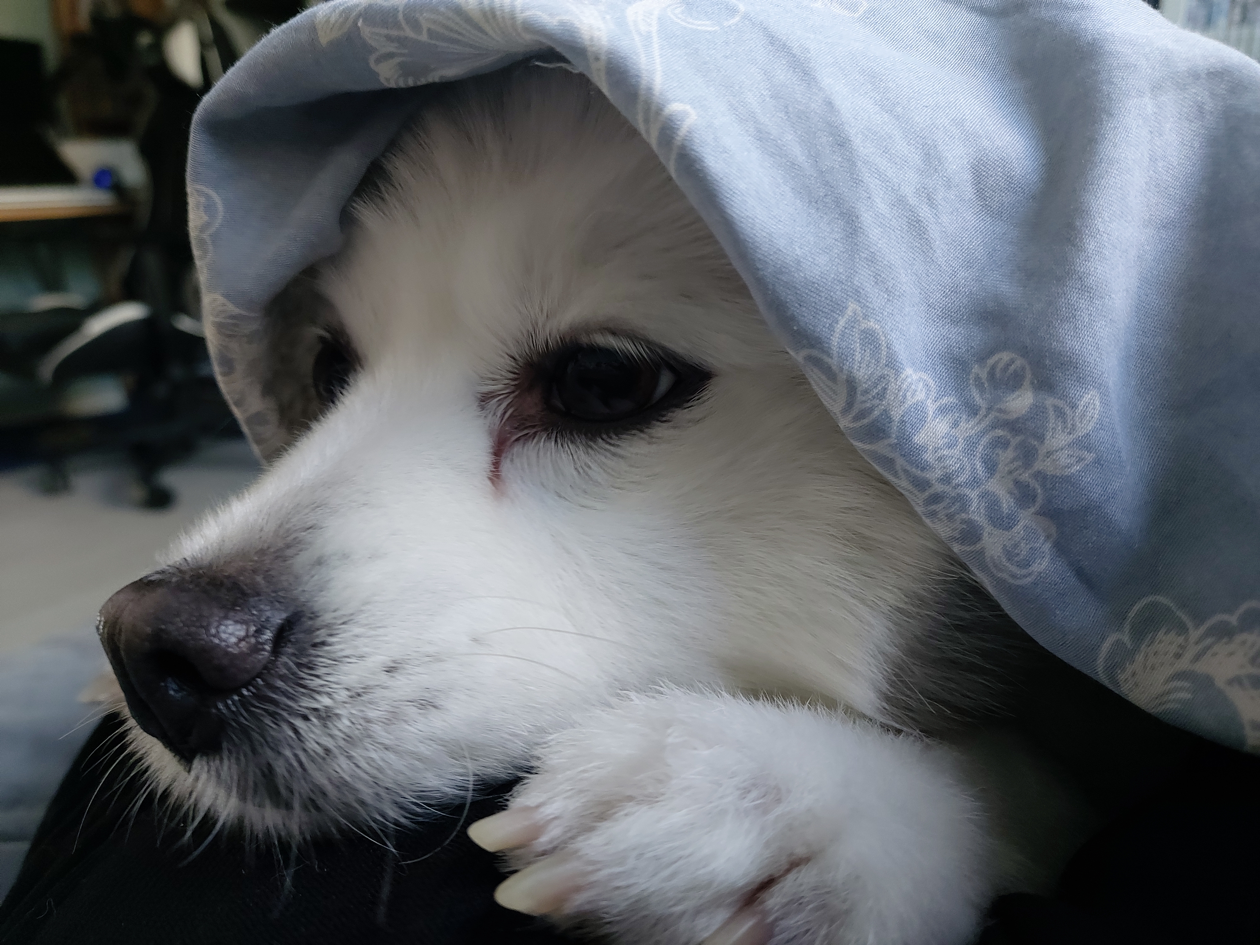 린(빵또아)이 입양 2년근황