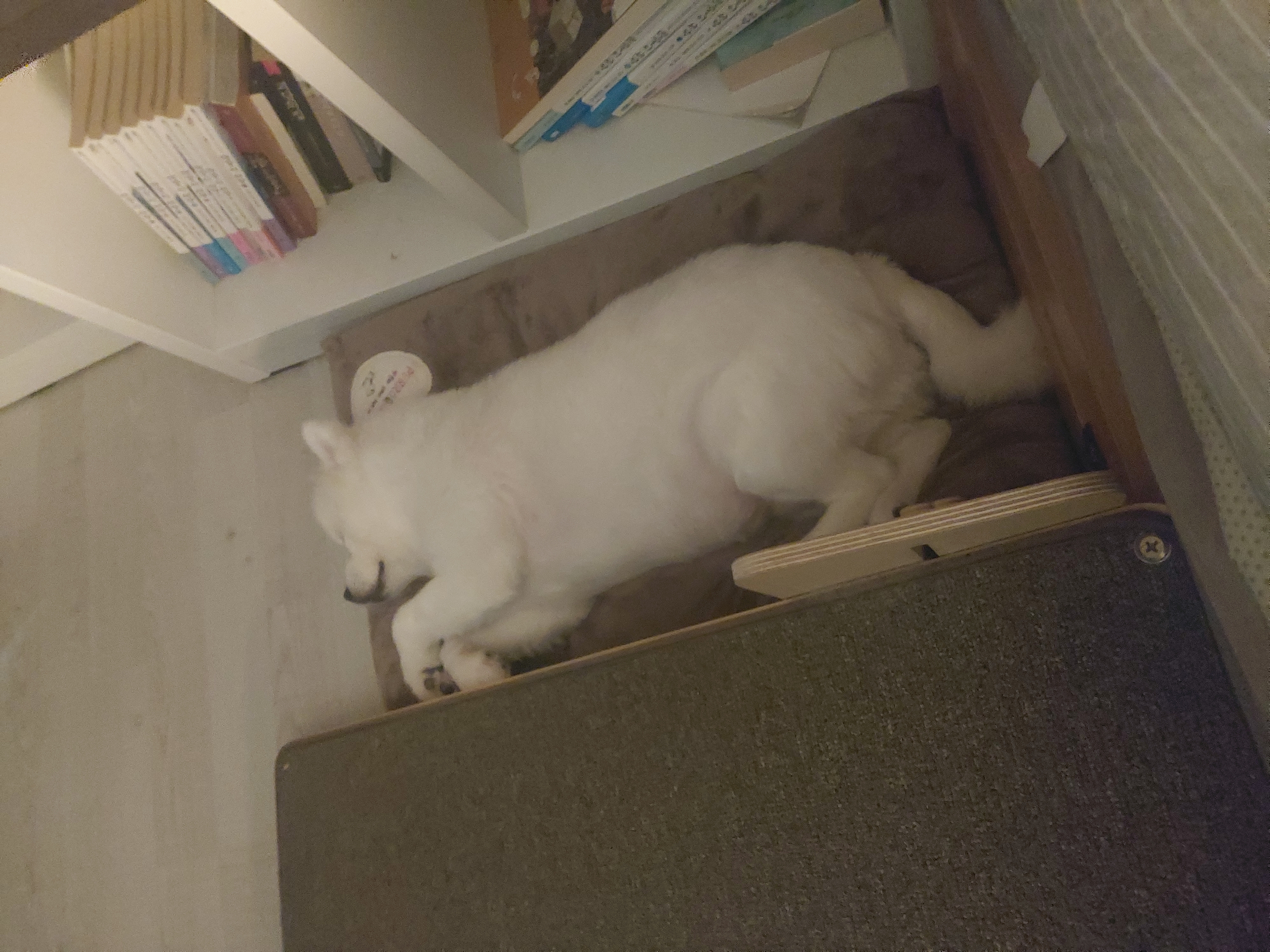 린(빵또아)이 입양 2년근황