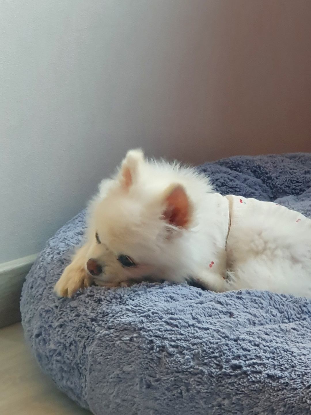 솜솜이 입양 한달차 입니다