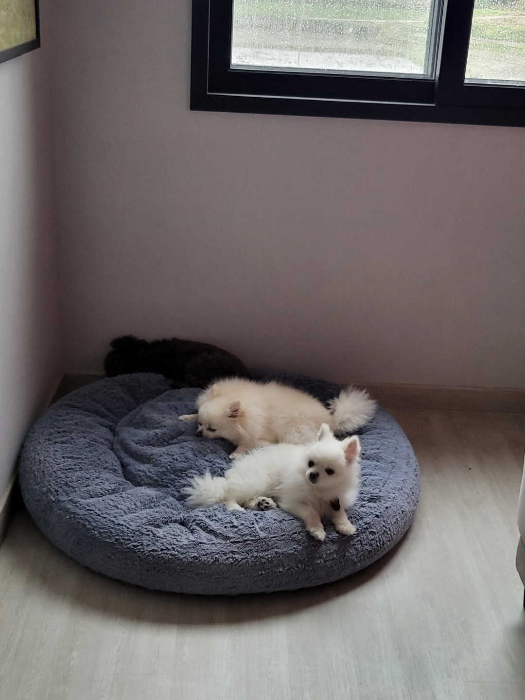 솜솜이 입양 한달차 입니다