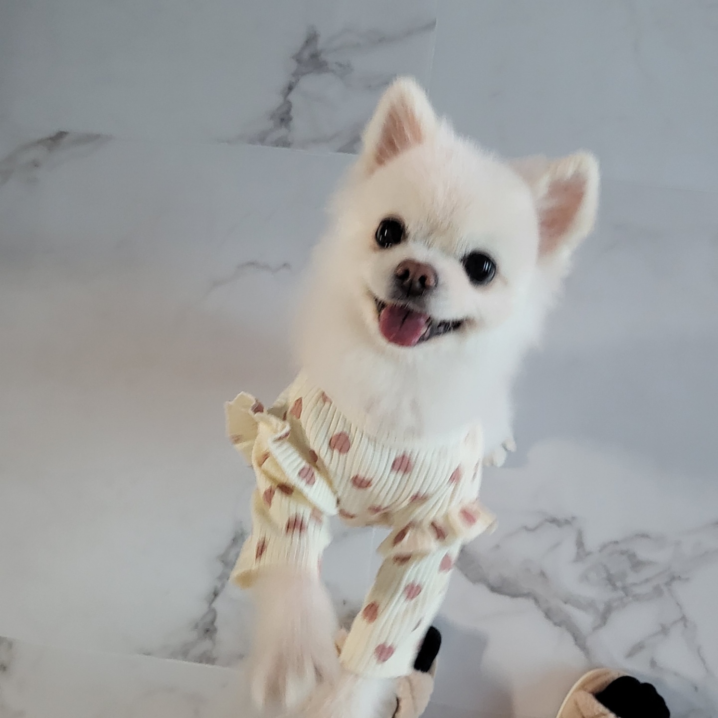 솜솜이 입양 한달차 입니다