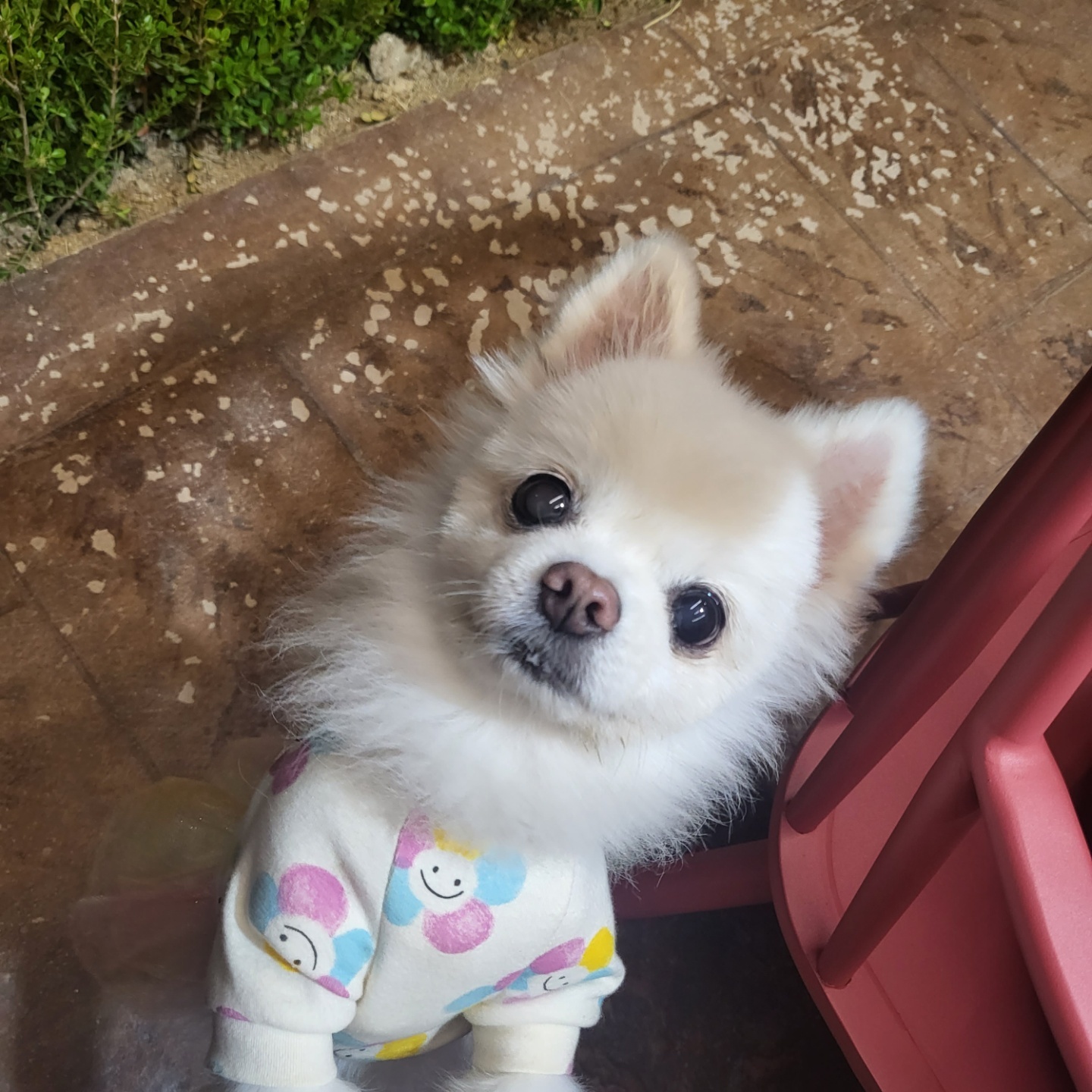 솜솜이 입양 한달차 입니다