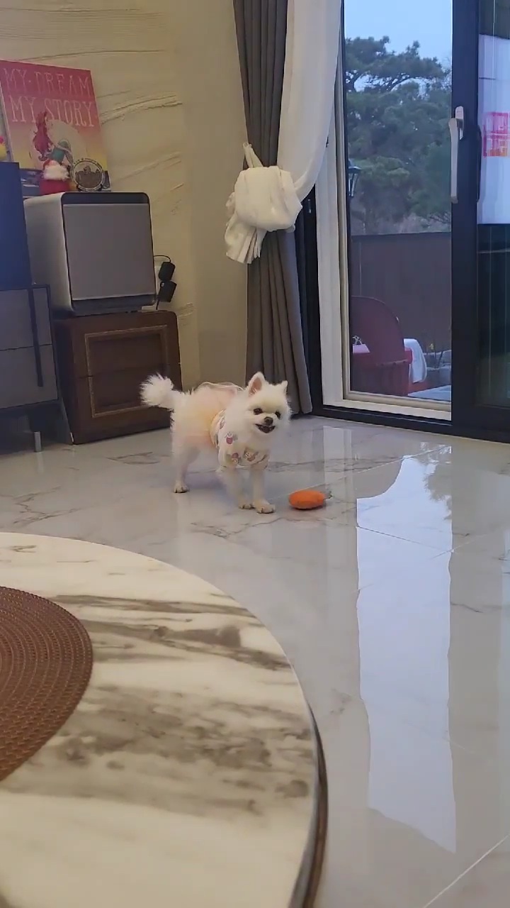 솜솜이 입양 한달차 입니다