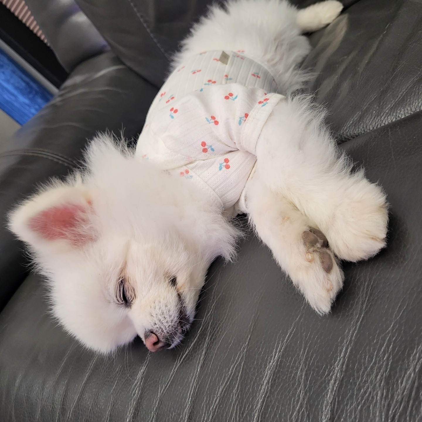 솜솜이 입양 한달차 입니다
