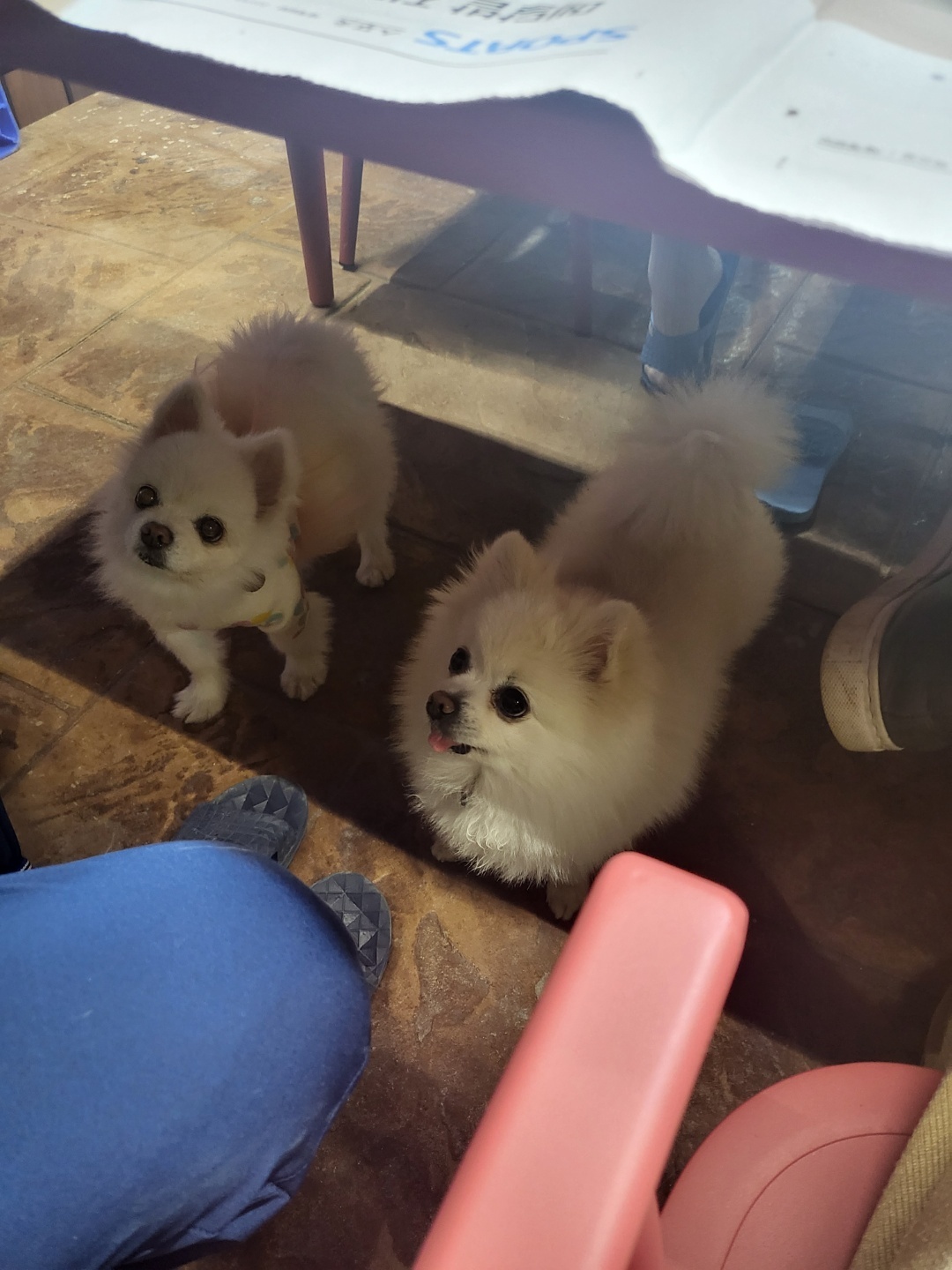 솜솜이 입양 한달차 입니다