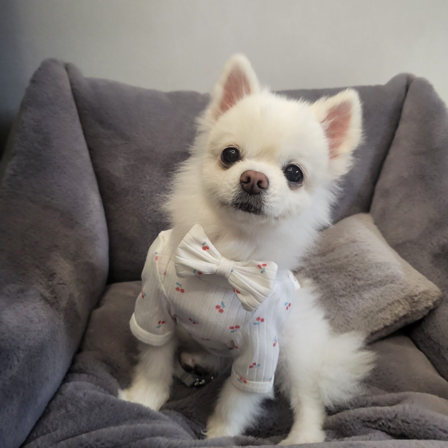 솜솜이 입양 한달차 입니다