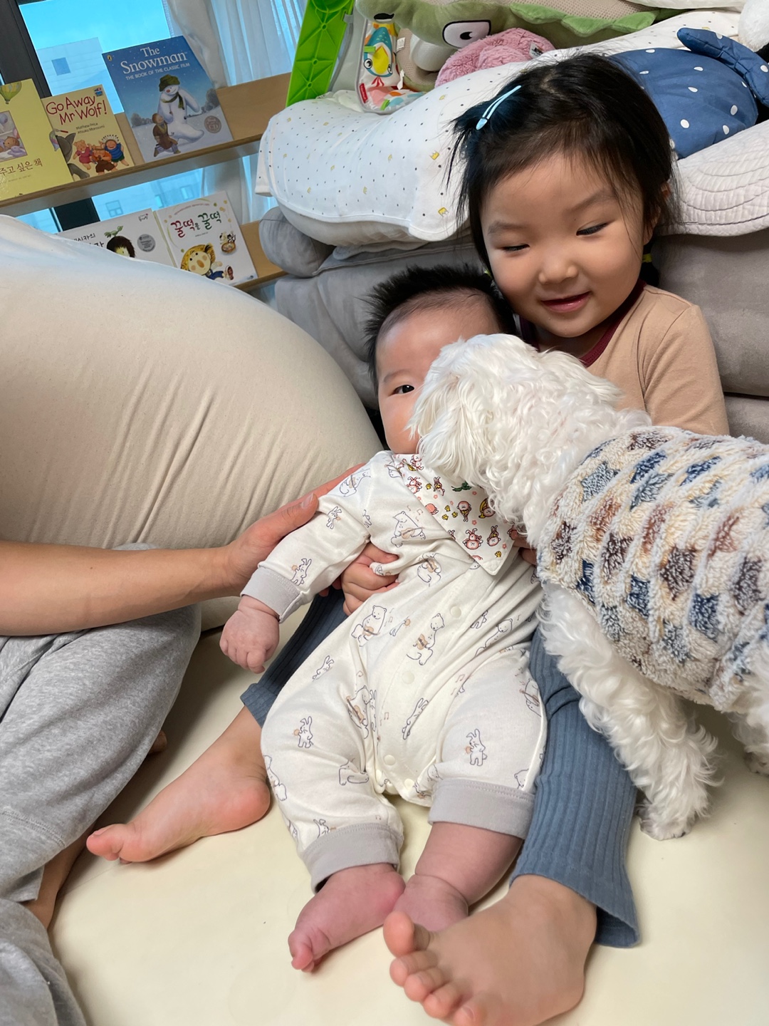 구름이(시흥번식장 화재 구조견) 5년차 입양후기