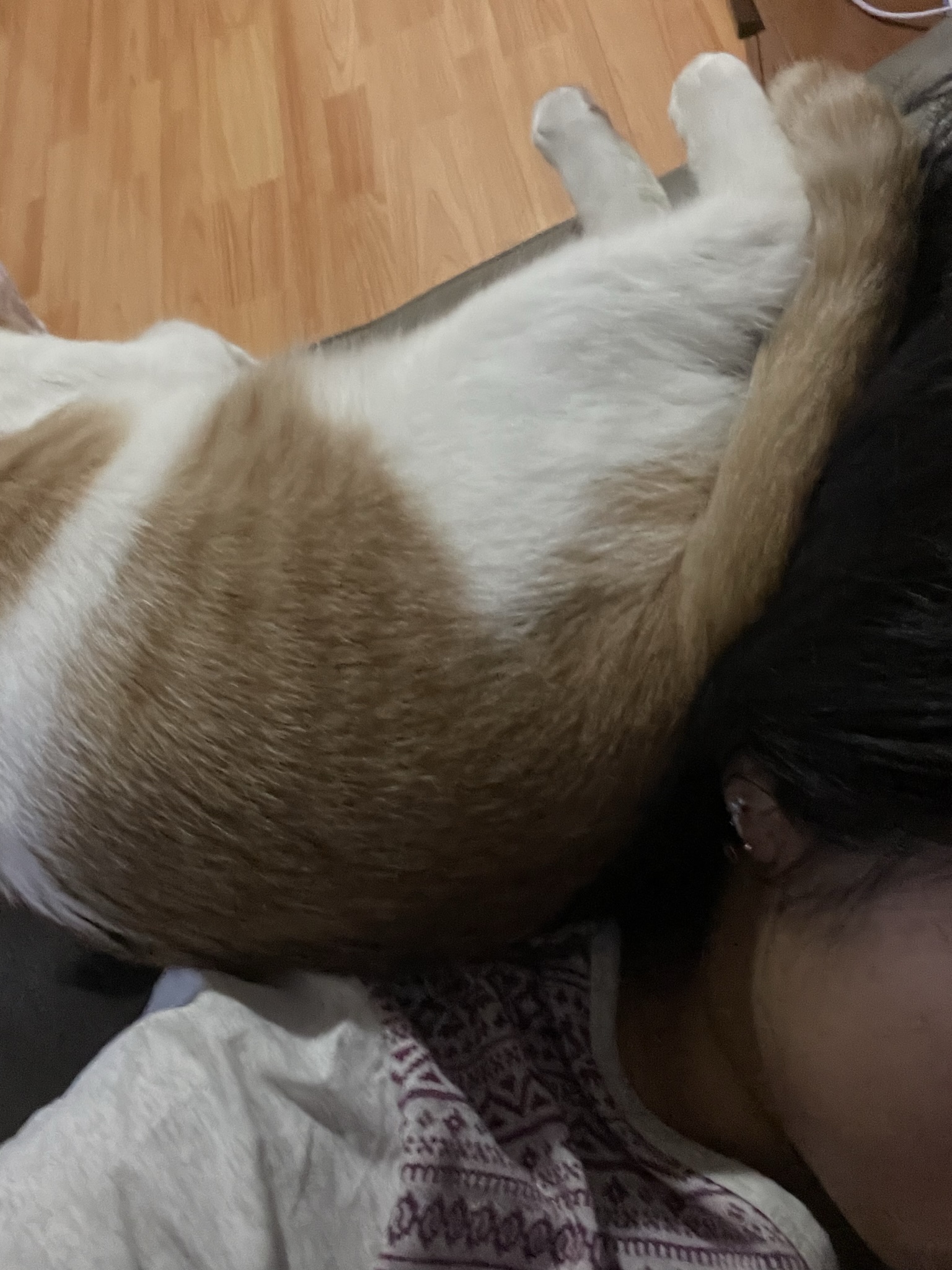 체다 (꼬꼬) 3개월 입양일지