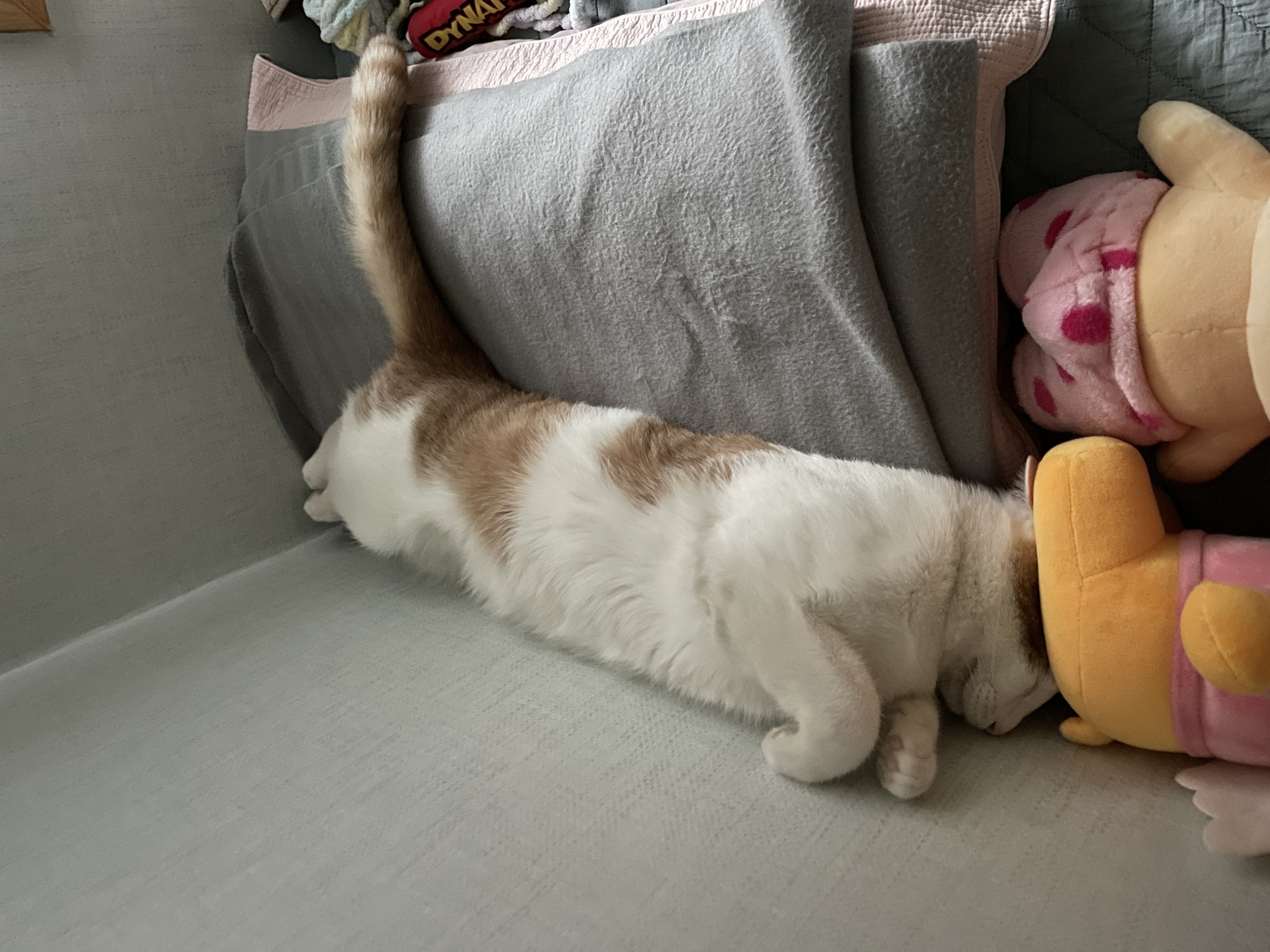 체다 (꼬꼬) 3개월 입양일지