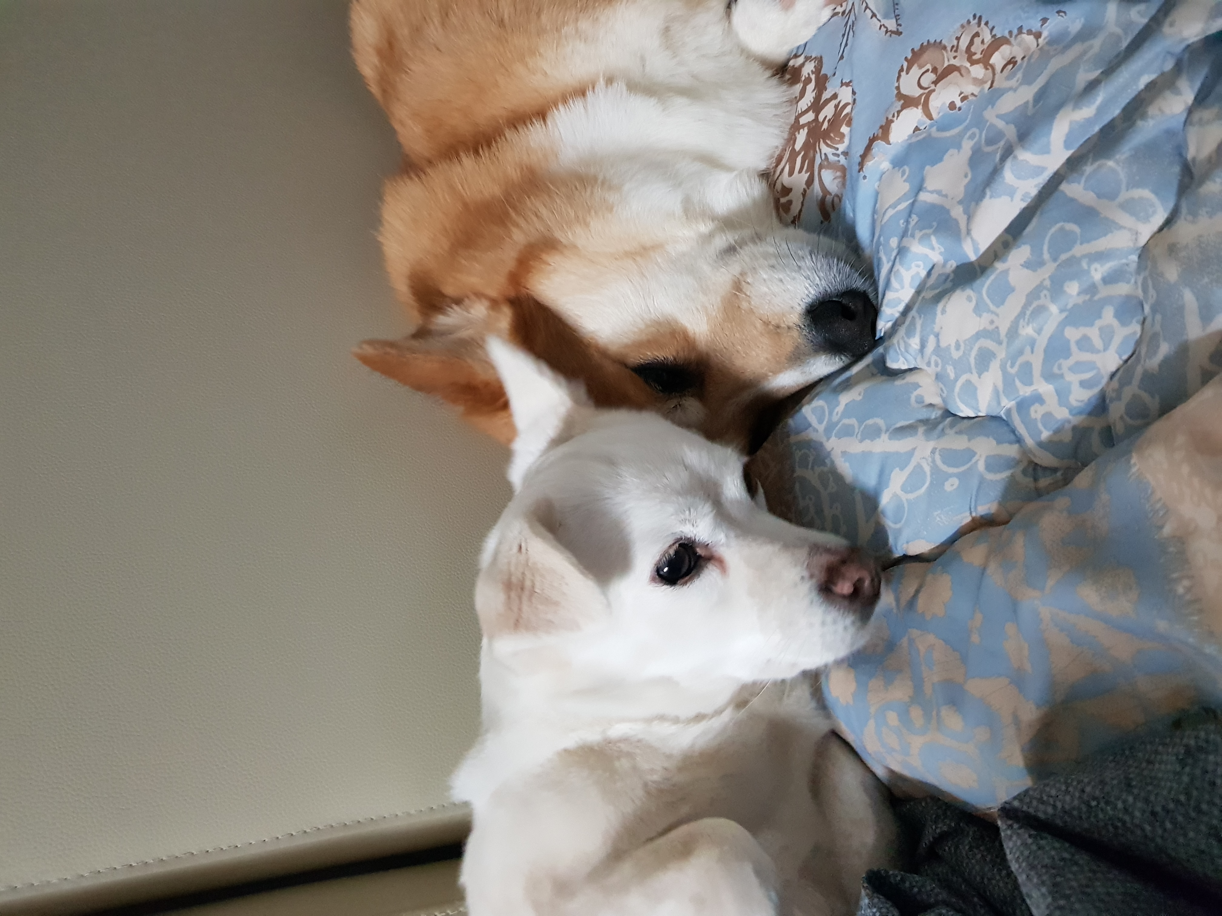 흰자