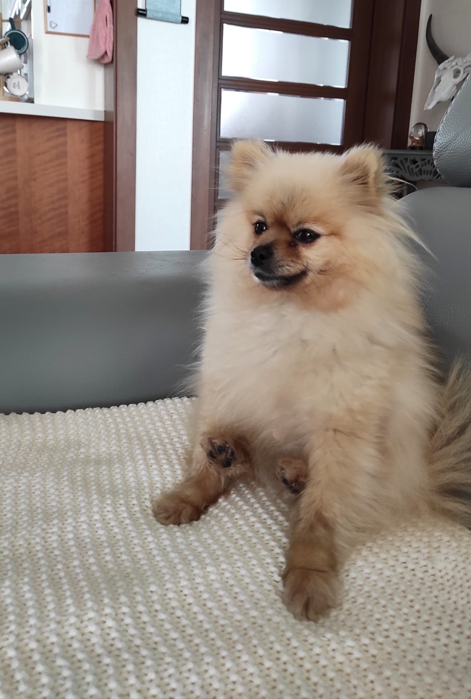 깍지 한달 입양후기