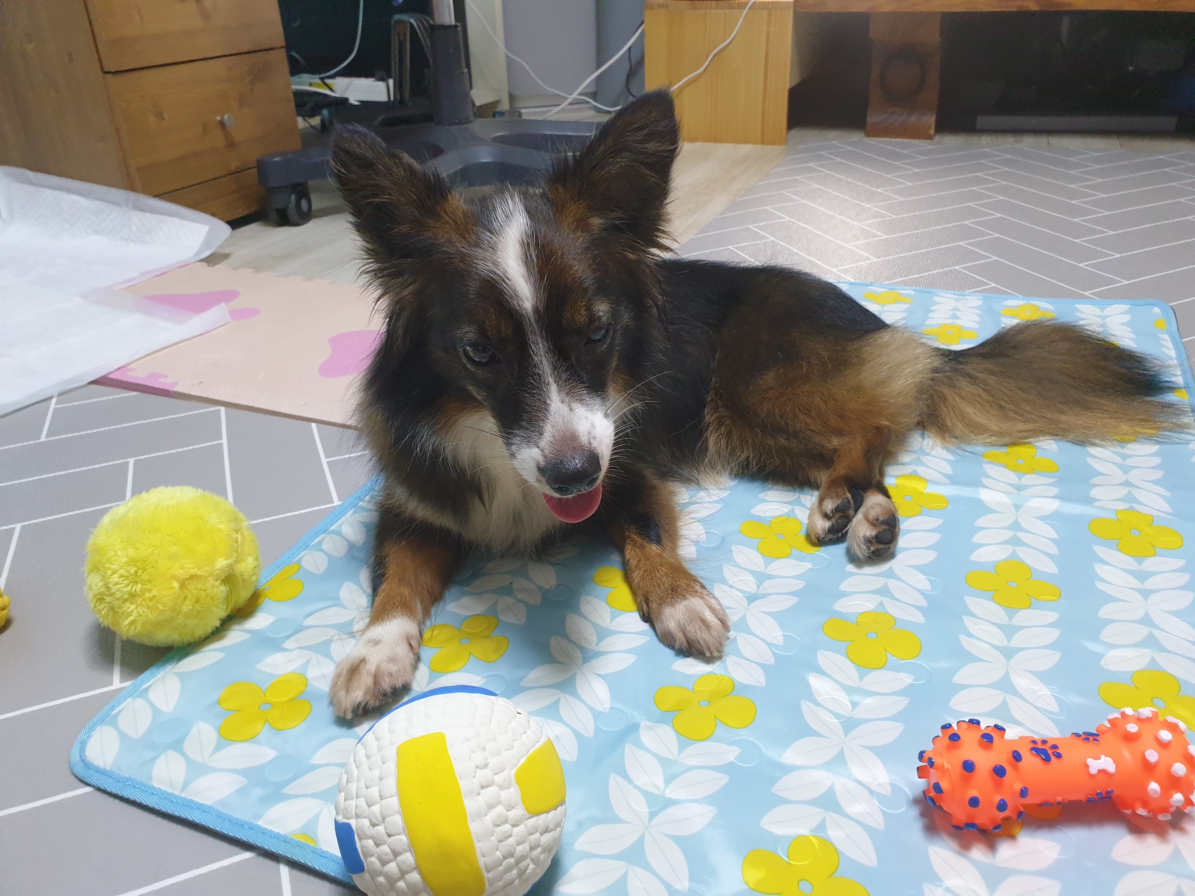 망고(요다)의 모습