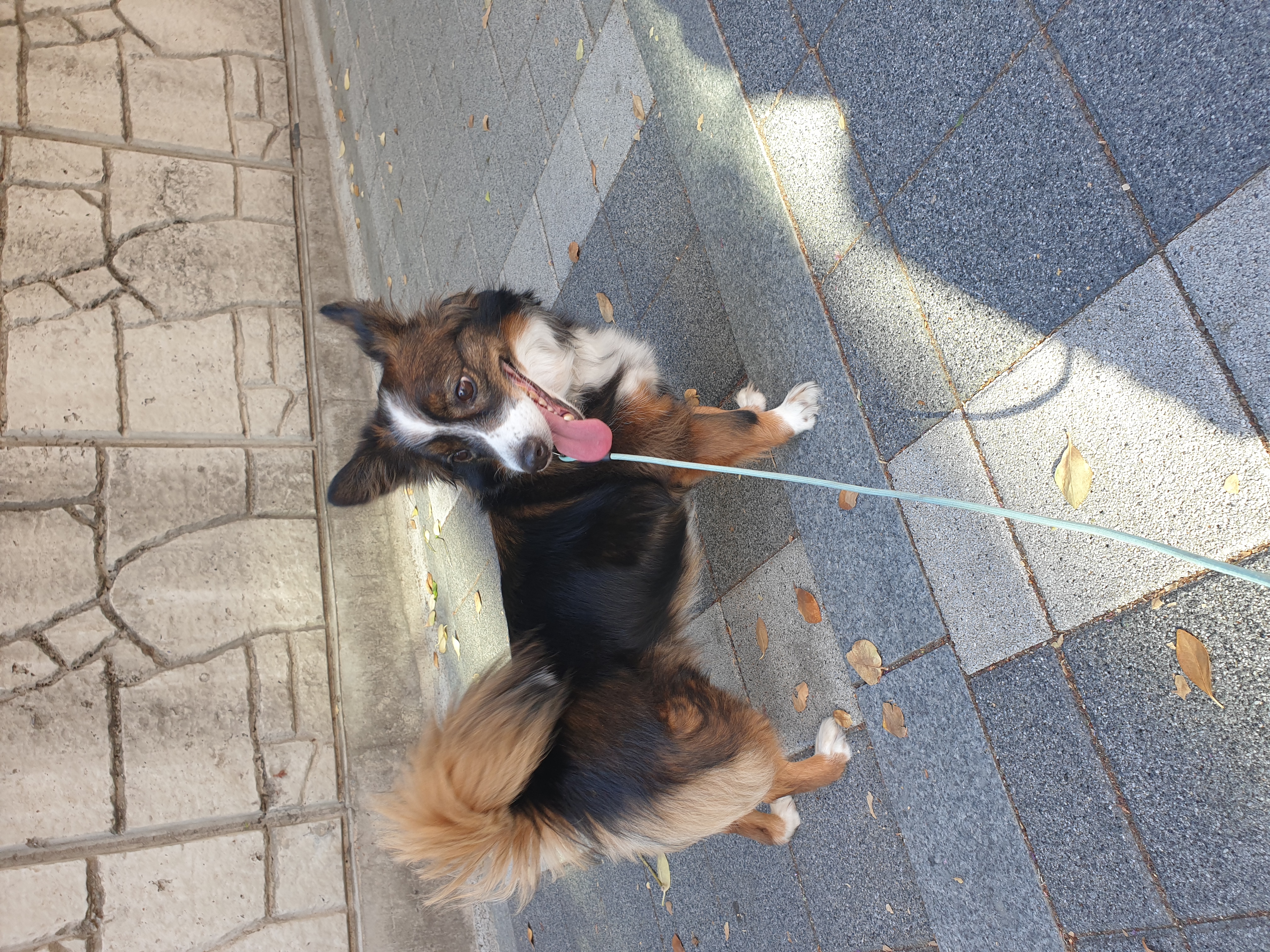 망고(요다)의 모습