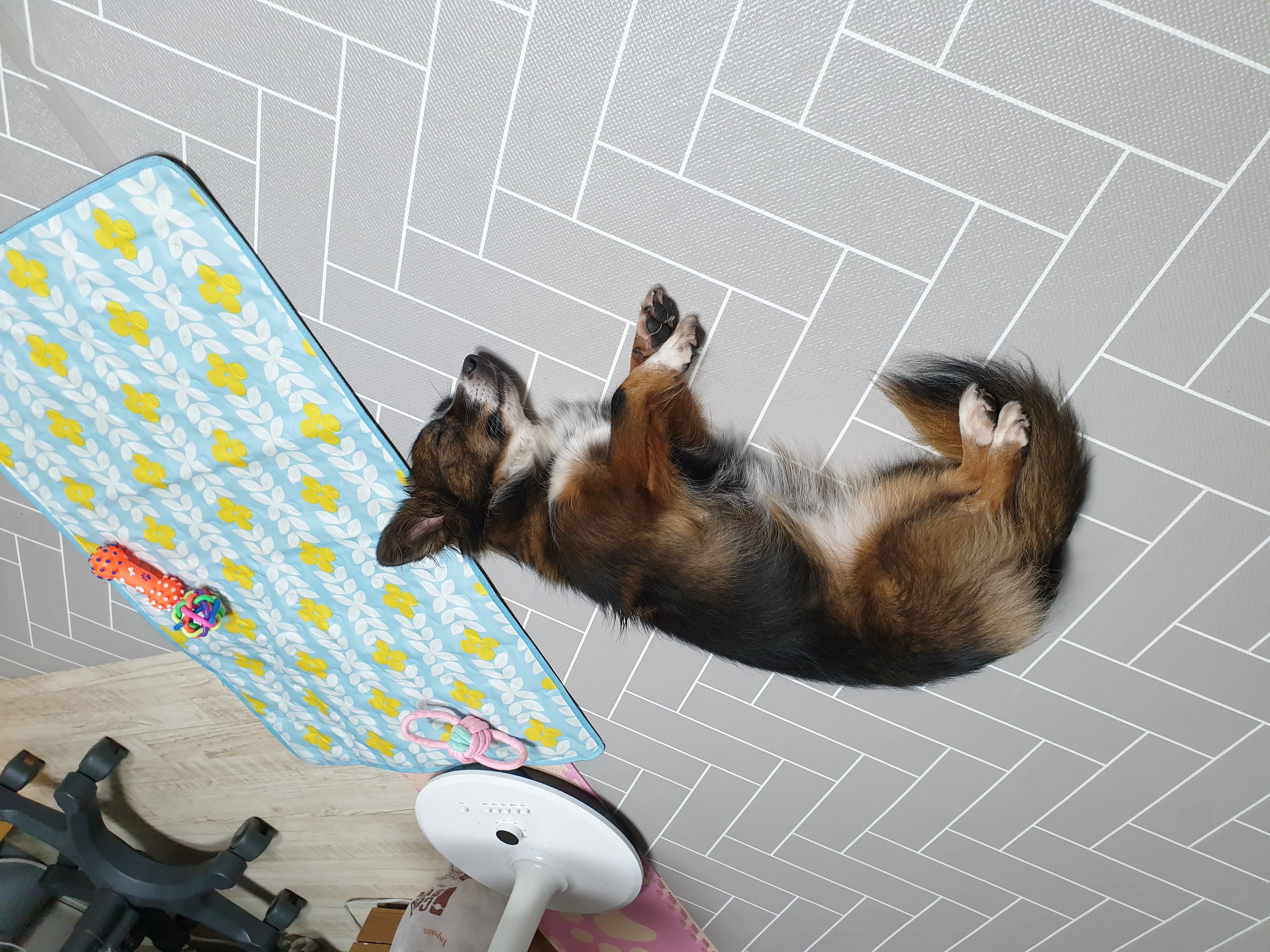 망고(요다)의 모습