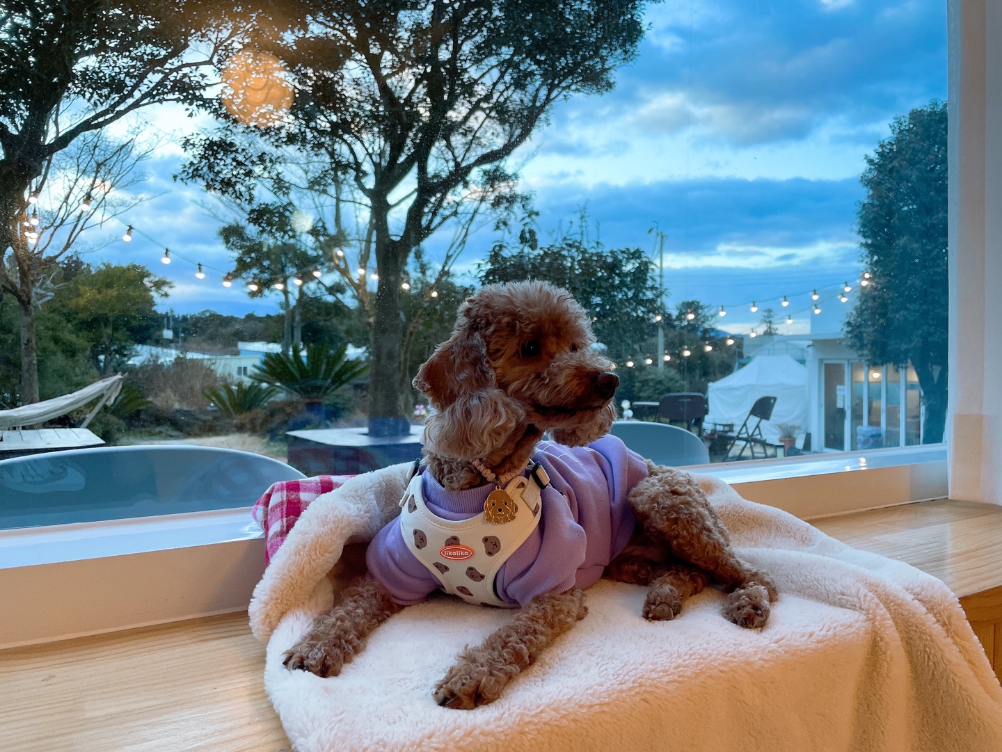 헤이즐 입양 1년 이야기 (곤지암 구조견)