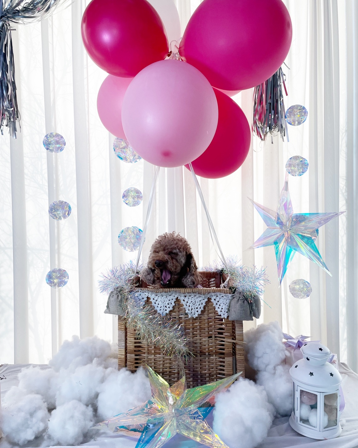 헤이즐 입양 1년 이야기 (곤지암 구조견)