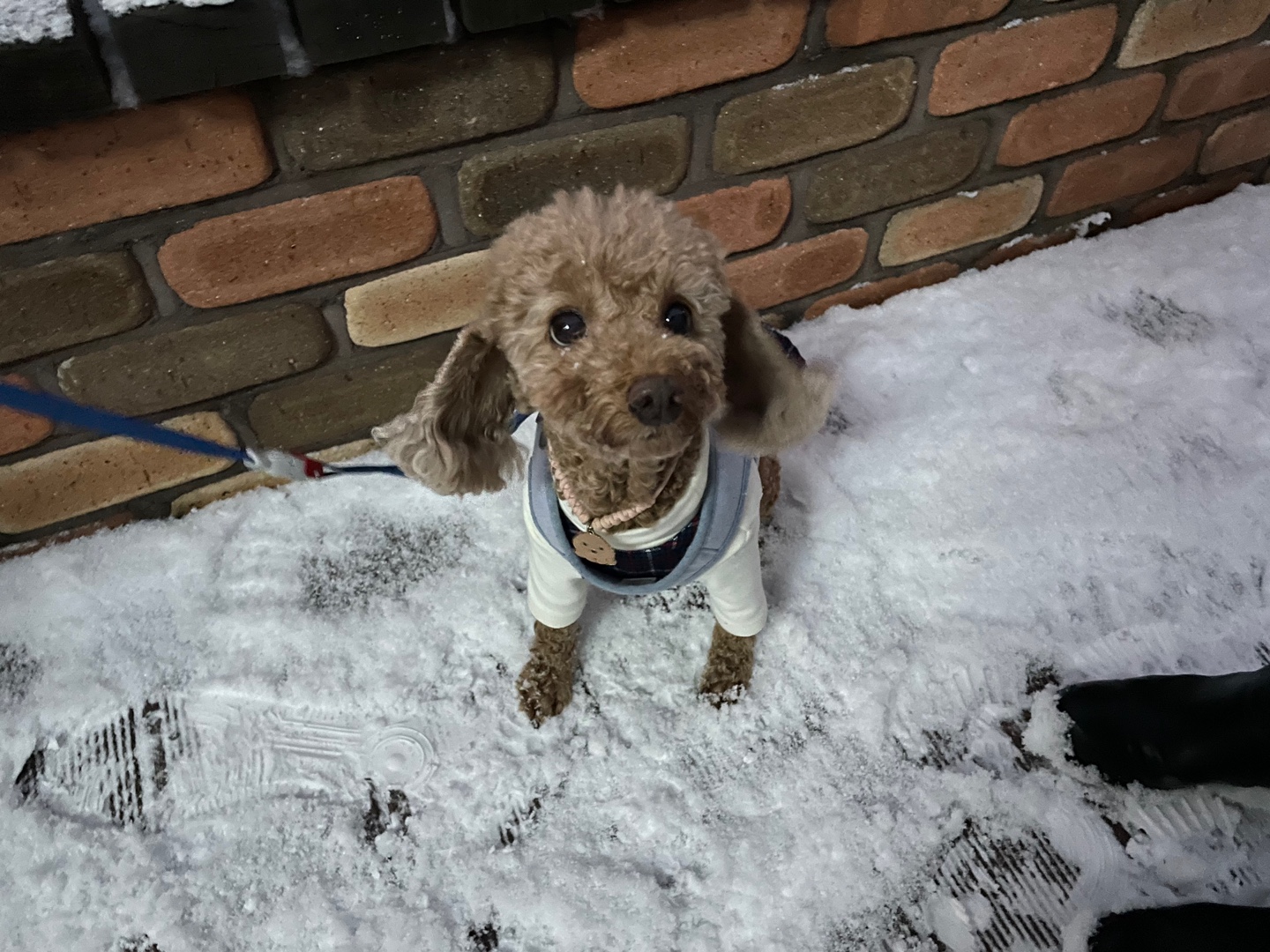 헤이즐 입양 1년 이야기 (곤지암 구조견)