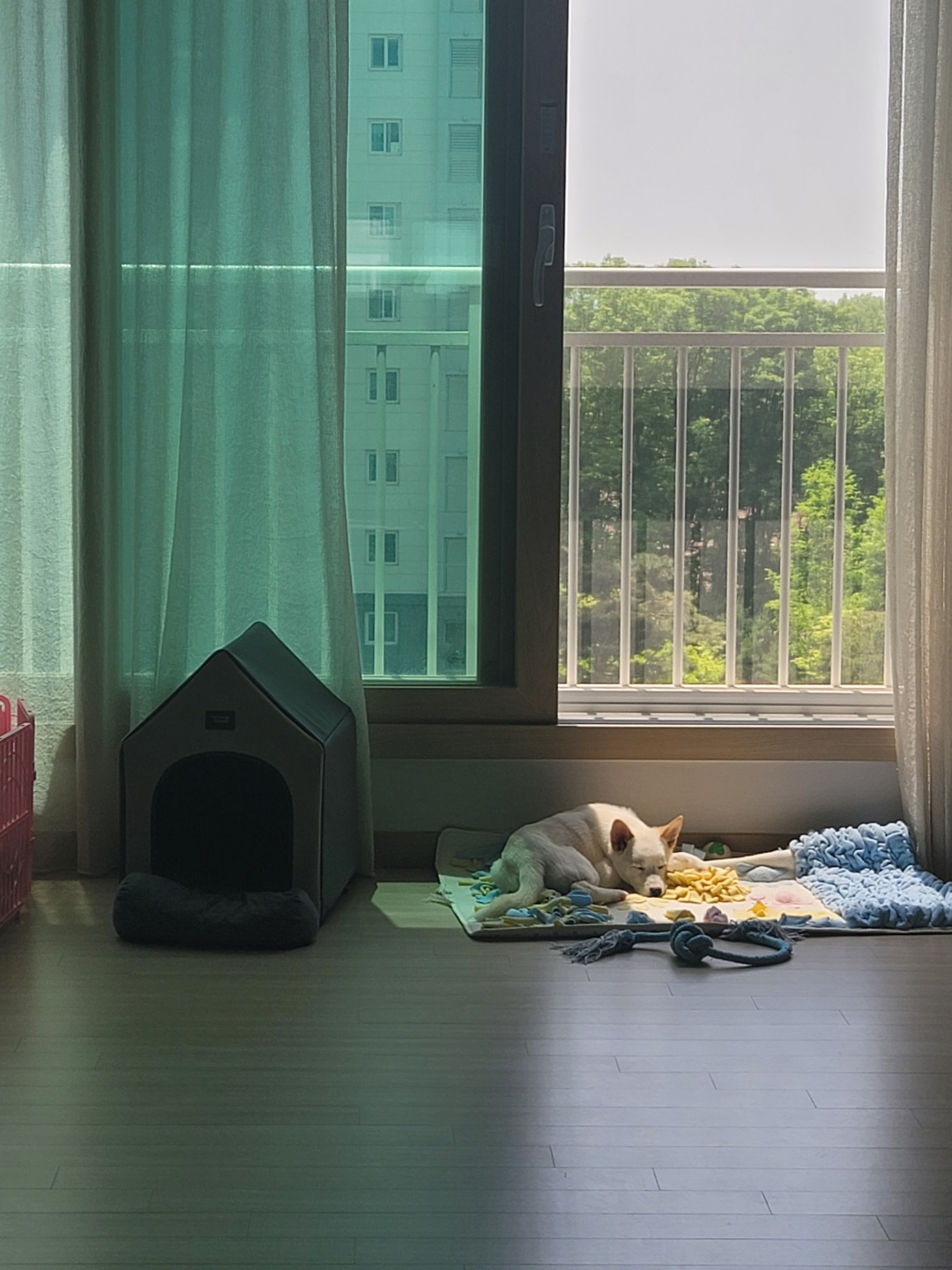 ‘보리’가 온지 3주째를 접어들며..