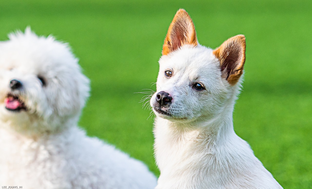 ‘보리’가 온지 3주째를 접어들며..