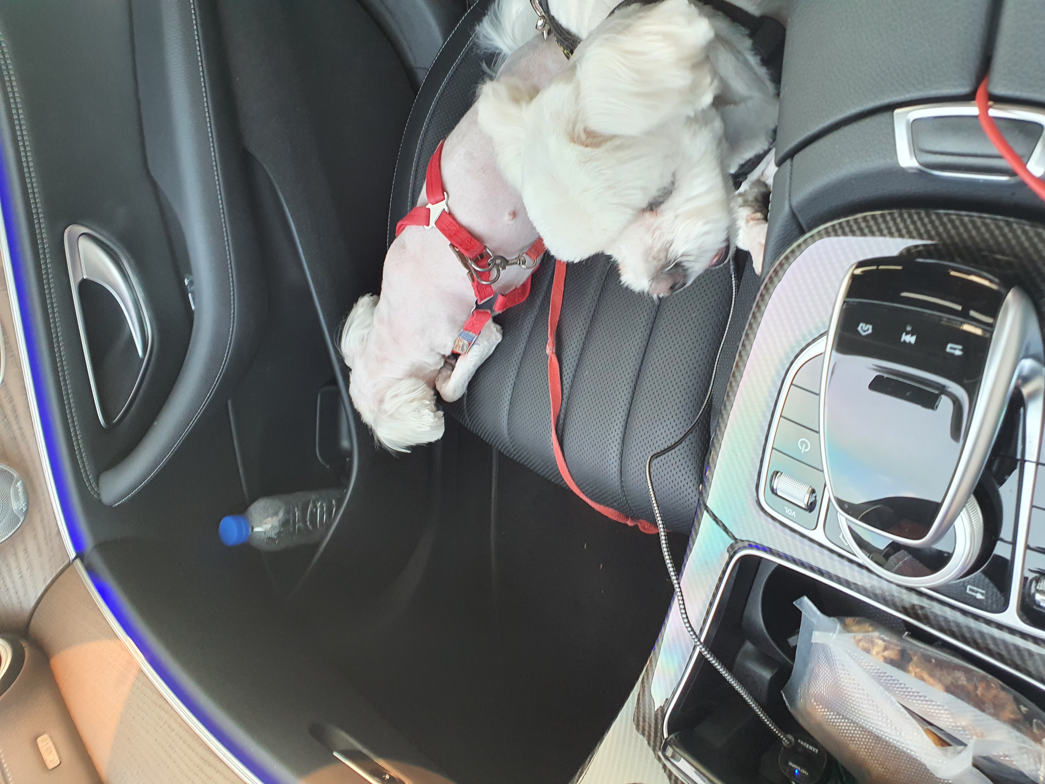 오랜만의 [젤리] 근황입니다